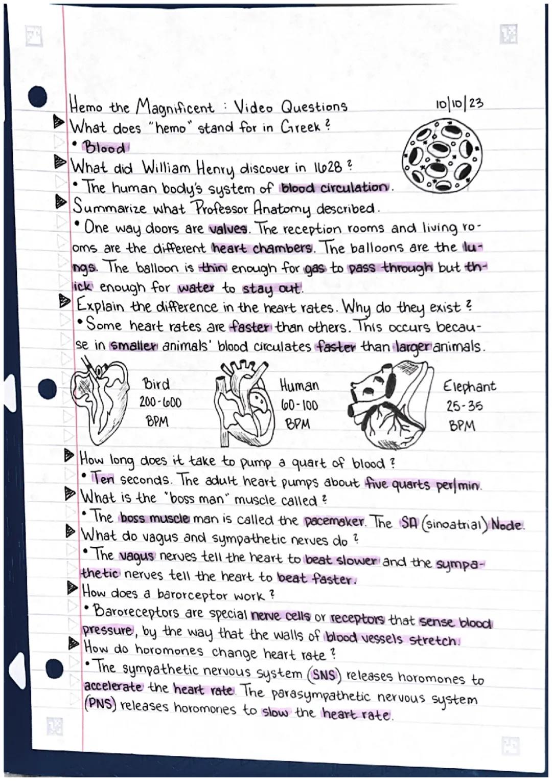 Hemo the Magnificent : Video Questions
What does "hemo" stand for in Greek?
•Blood
What did William Henry discover in 1628 ?
•The human body