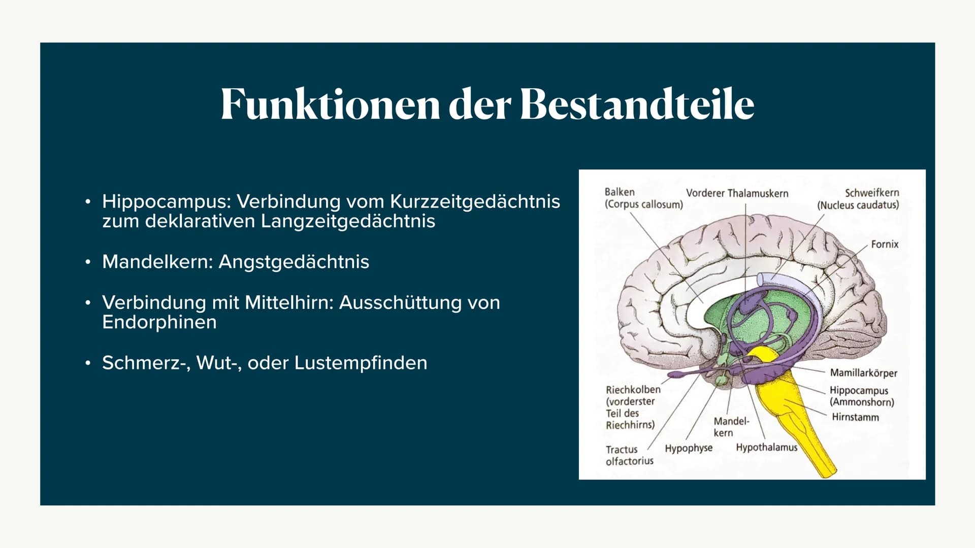 # Limbisches System

Helen 06.12.2022 Welche Rolle hat das limbische System
beim Entstehen Emotionen und wie
lernt das Gehirn? ## Agenda

• 