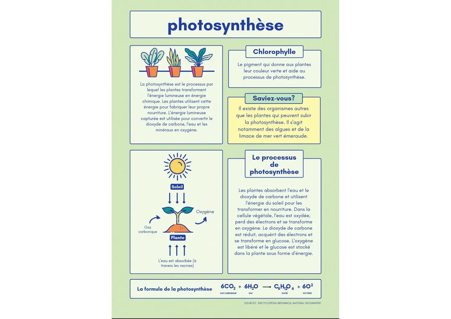 # photosynthèse

La photosynthèse est le processus par
lequel les plantes transforment
l'énergie lumineuse en énergie
chimique. Les plantes 