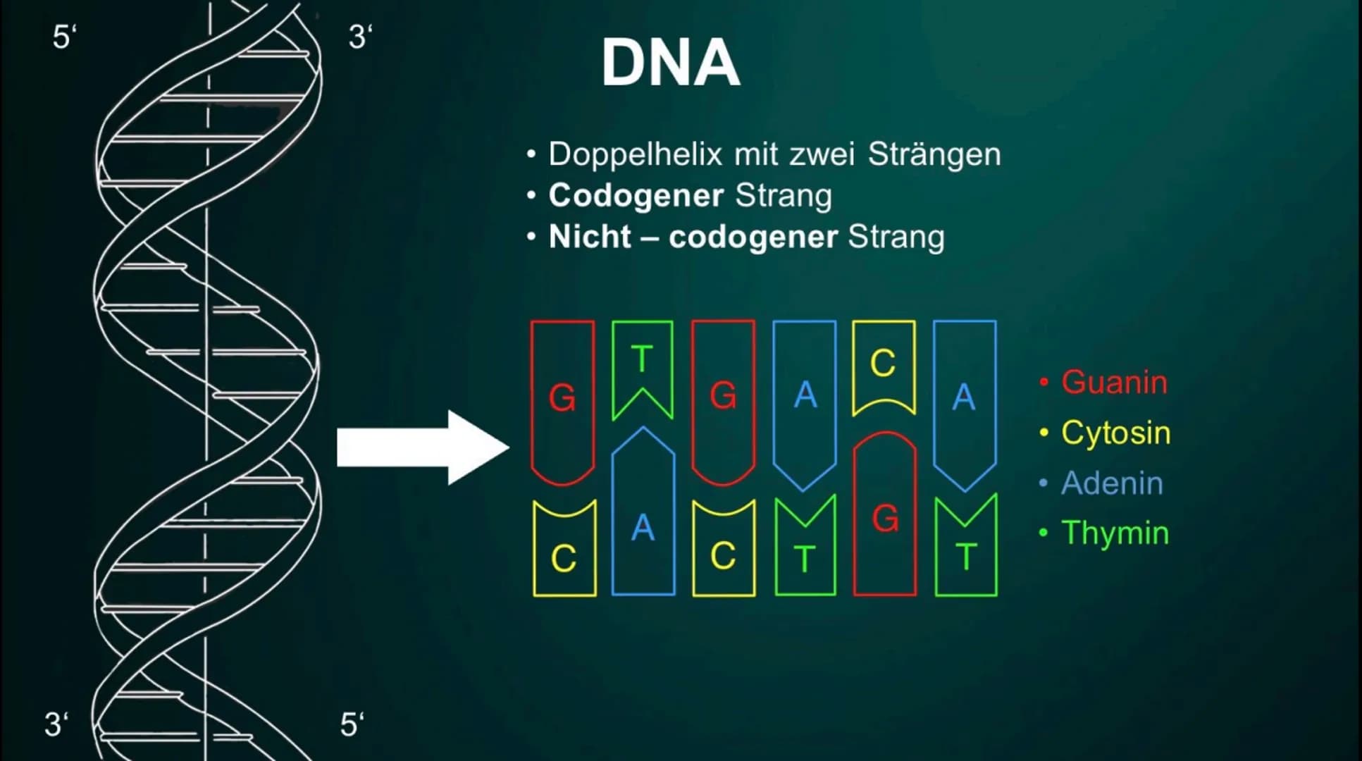 # Proteinbiosynthese

Die Geburt eines Proteins # Inhalt

• Proteinbiosnythese - Definition

• DNA

• Transkription

  - Initation

  - Elon