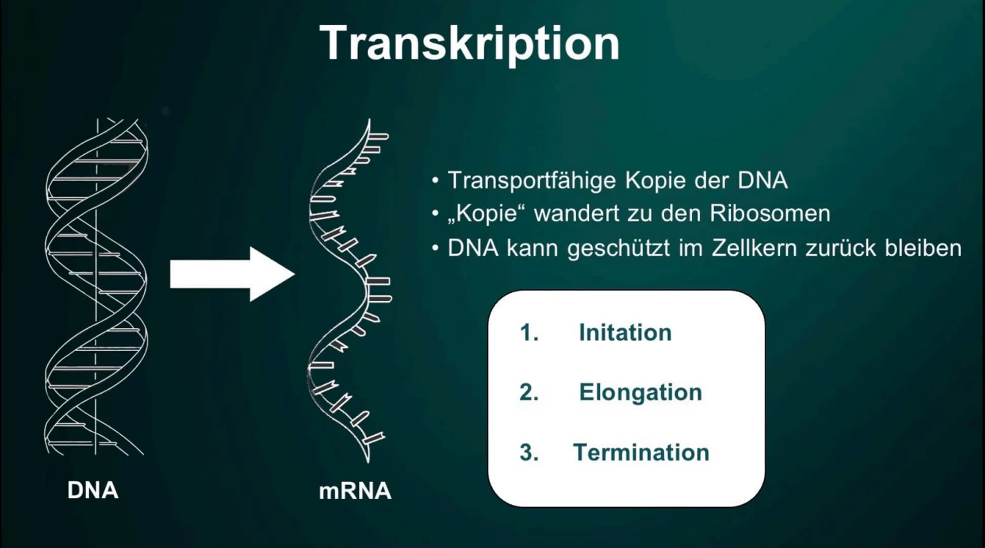 # Proteinbiosynthese

Die Geburt eines Proteins # Inhalt

• Proteinbiosnythese - Definition

• DNA

• Transkription

  - Initation

  - Elon