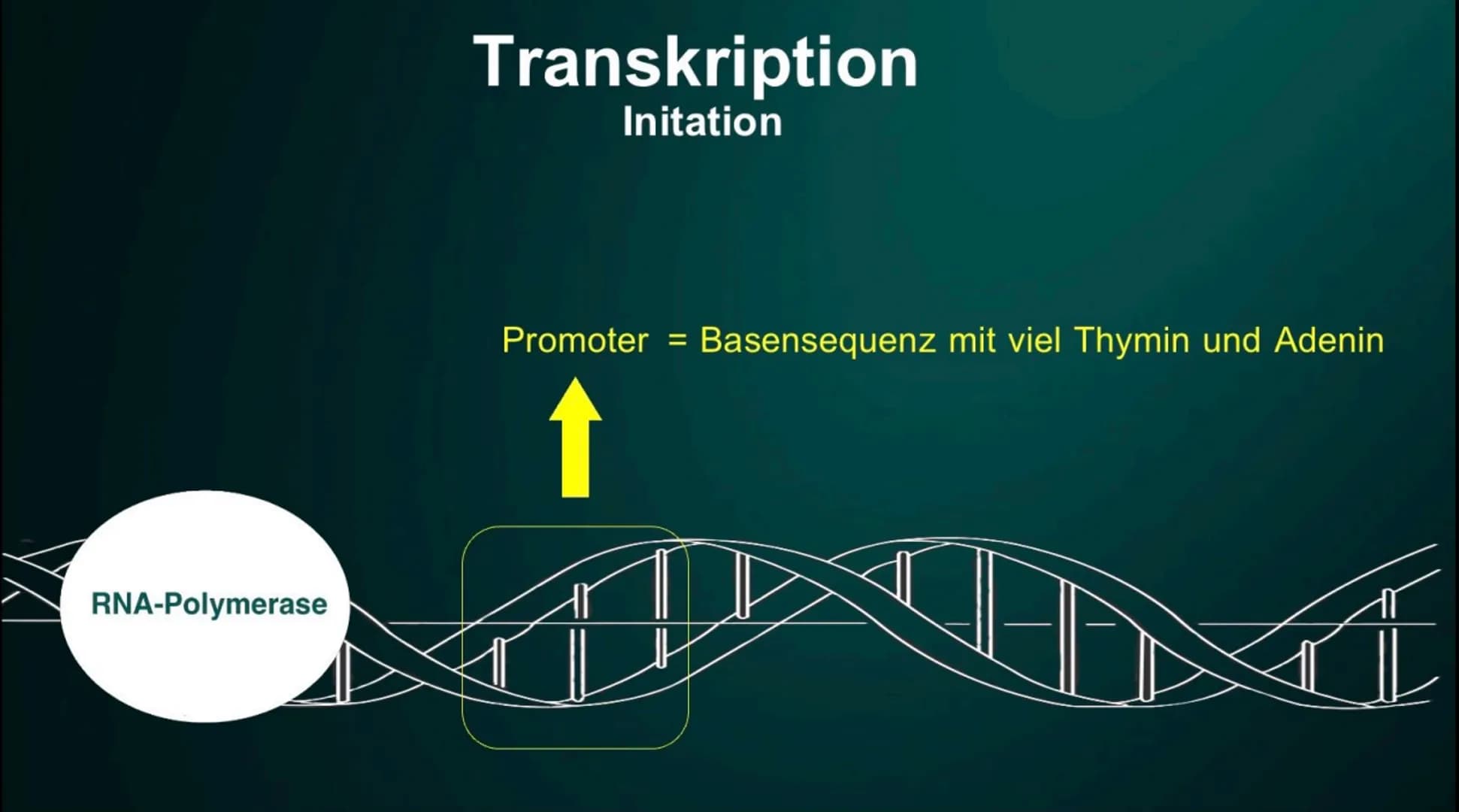 # Proteinbiosynthese

Die Geburt eines Proteins # Inhalt

• Proteinbiosnythese - Definition

• DNA

• Transkription

  - Initation

  - Elon