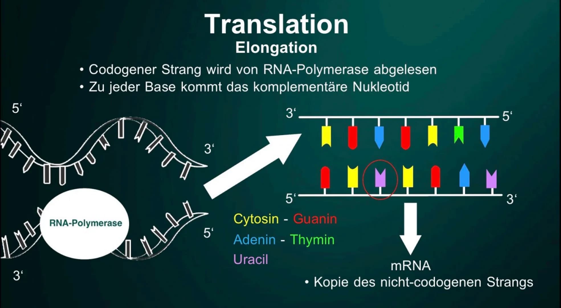 # Proteinbiosynthese

Die Geburt eines Proteins # Inhalt

• Proteinbiosnythese - Definition

• DNA

• Transkription

  - Initation

  - Elon