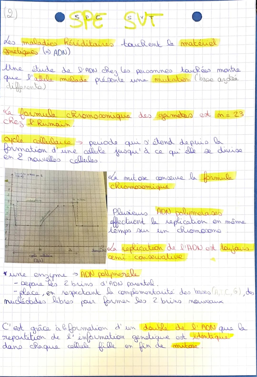 # (1)

XSPE SUT

La mitove

-> definitions.

ADN molécule en double Rélice, famée de 2 chaînes
complémentaire de mucléctides. C'est le suppo