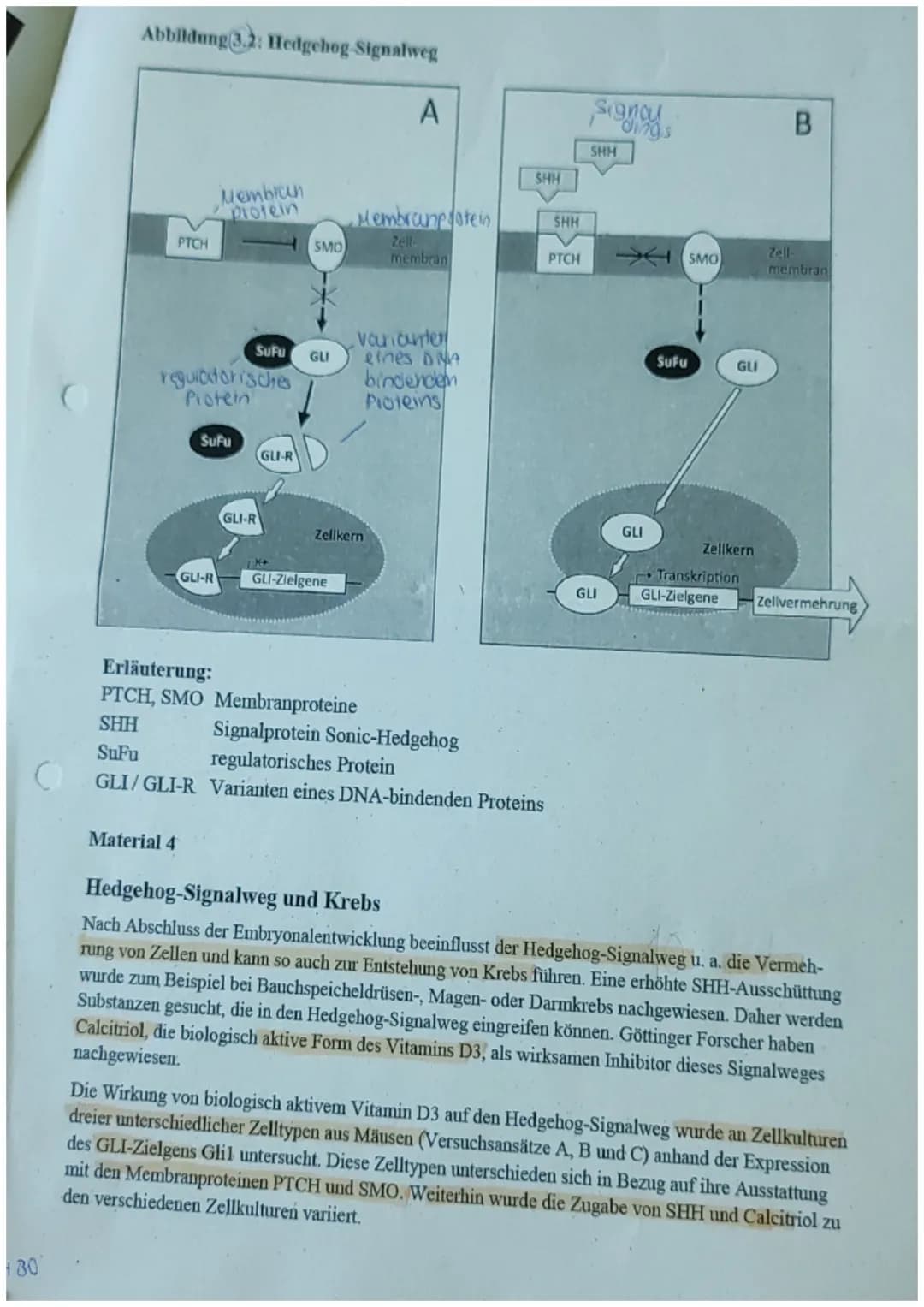 Klausur Q1 Biologie Leistungskurs Schubert
21.10.22

15 14 13 12 11 10 9 8 7 6 5 4 3 2 1 0 Ø
11131212211111118,2

Name: Michelle A. Reusing 