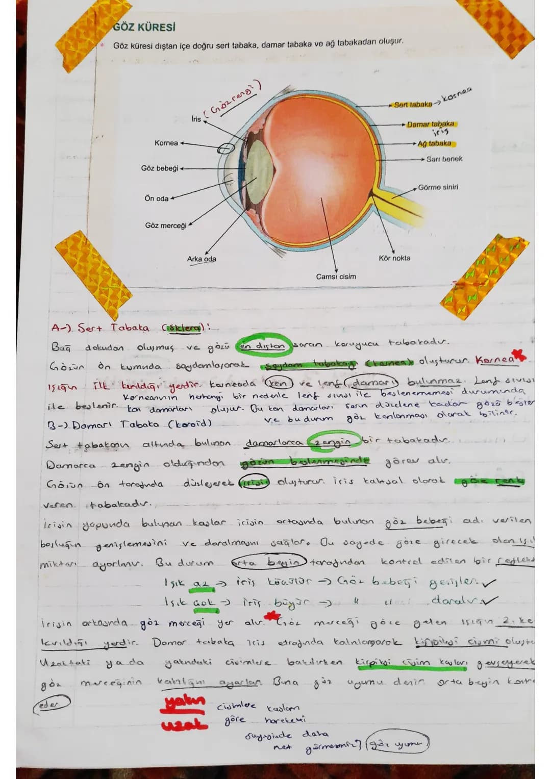 canontieta melatarin havmenu salgılar.
u hamen biyolojik Soati dusenter.

- Duyu Organları -
uyu organları önce çevesindati uyarıları tespit