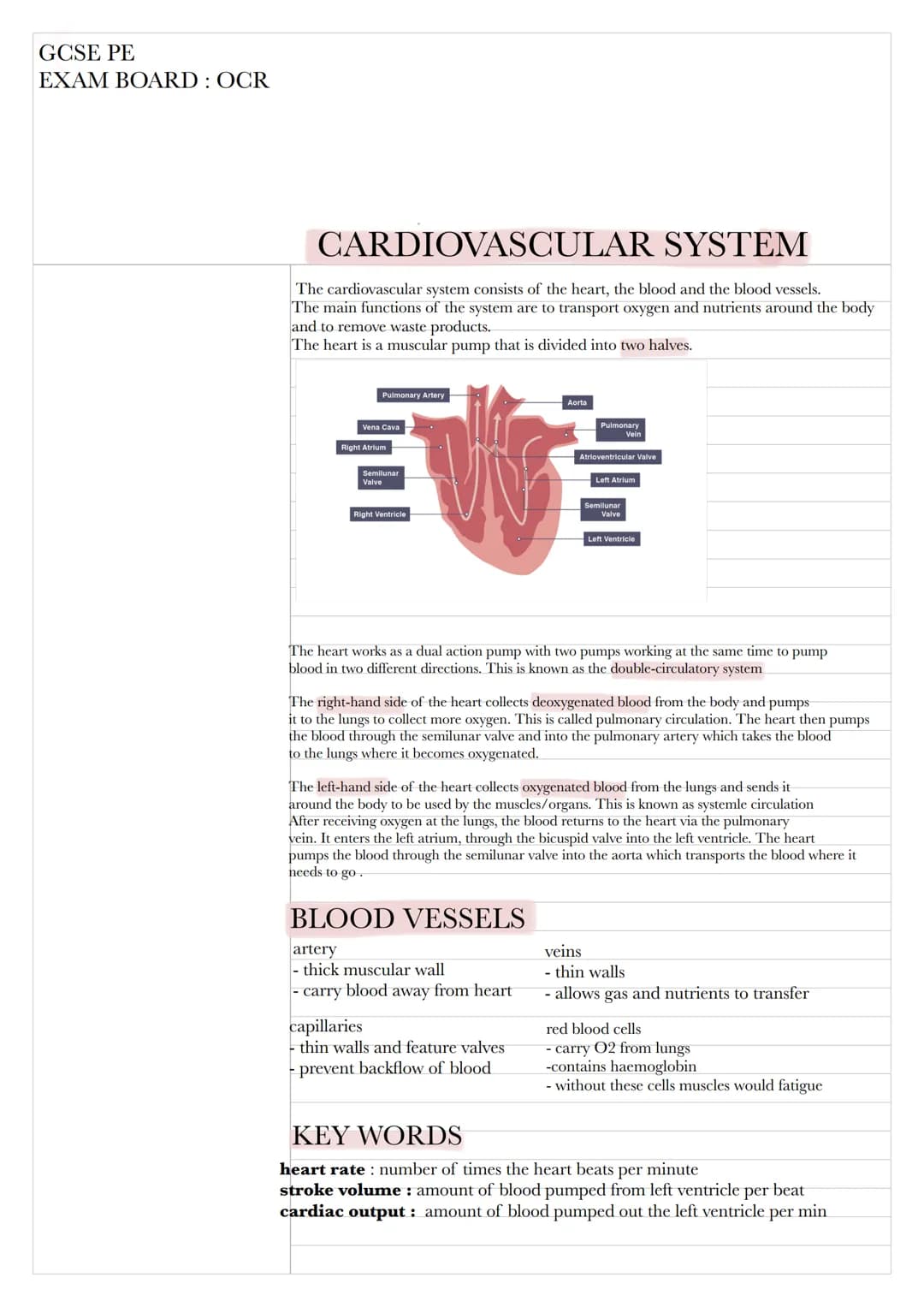 GCSE PE
EXAM BOARD: OCR

# CARDIOVASCULAR SYSTEM

The cardiovascular system consists of the heart, the blood and the blood vessels.
The main