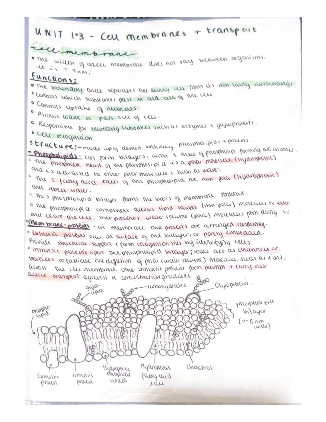 UNIT 1*3 Cell membranes + transport

cell mem

• The width of arelu membrane does not vay beoveen organisms,
it is 1.8m,

Functions:

• The 