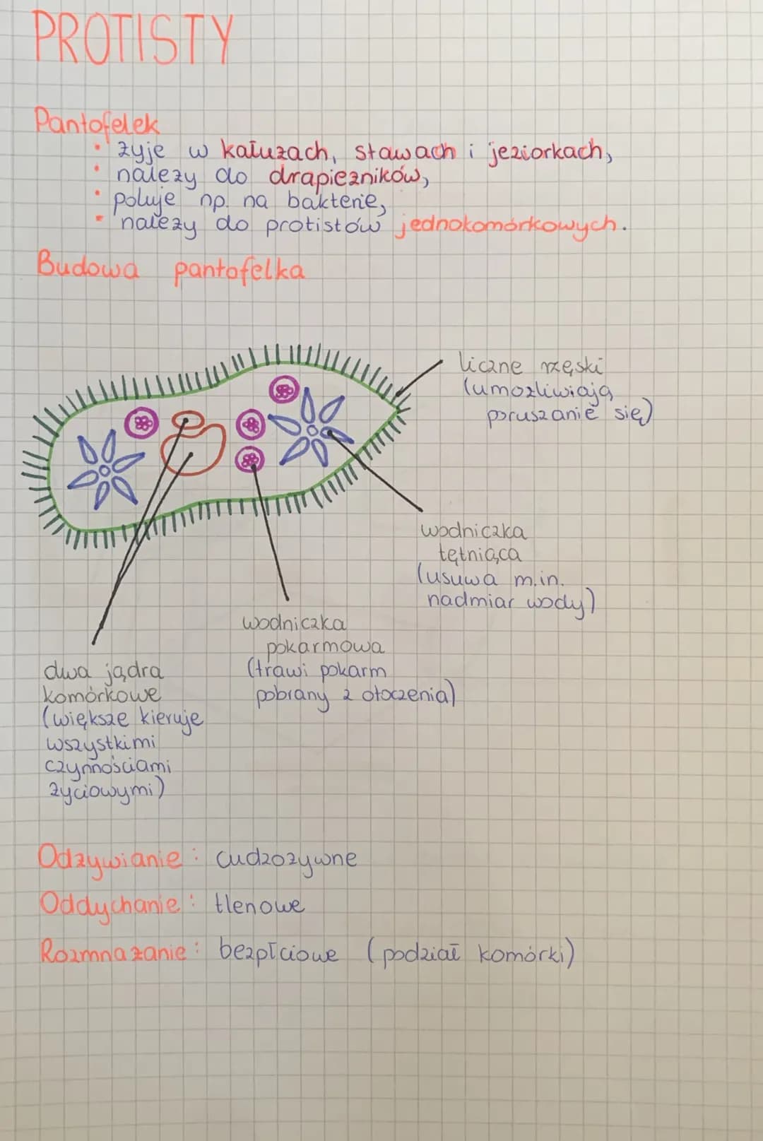 
<h2>Wirusy</h2>
<p>Wirusy to bardzo małe cząstki zakaźne, które posiadają zdolność wnękowania do komórek organizmów i wywoływania chorób. N