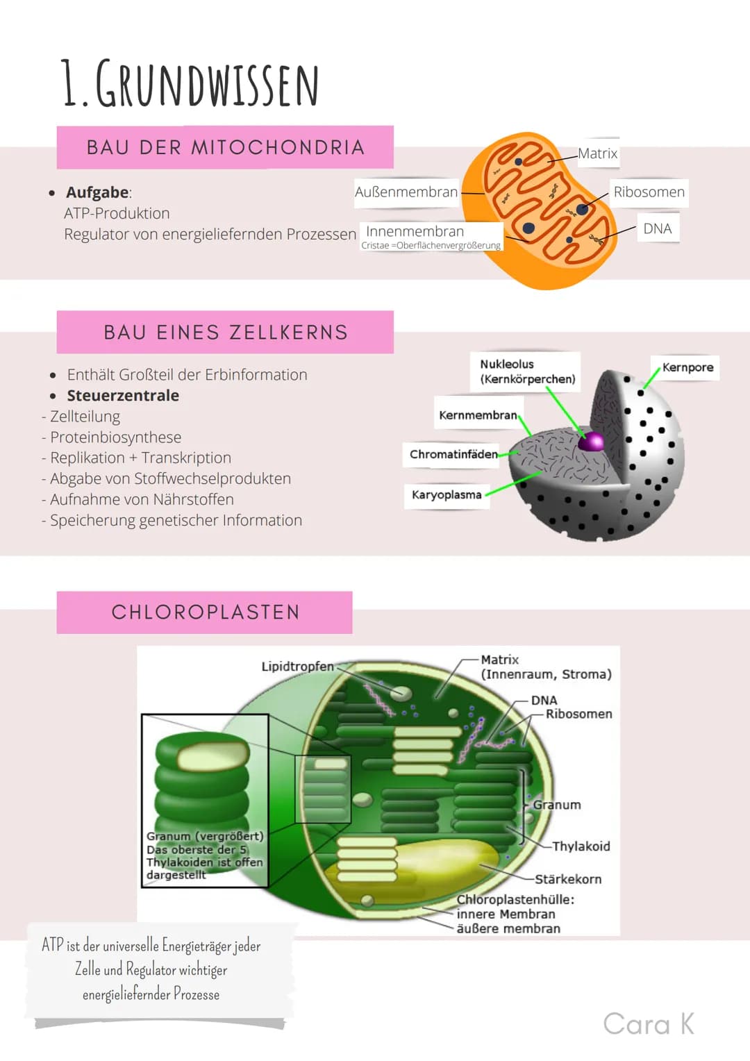 # BIO-ABITUR
Zusammenfassung aller Themen
Cara G. K. # INHALTSVERZEICHNIS

1. GRUNDWISSEN

*   Mitochondrium
*   Zellkern (Nucleus)
*   Chlo