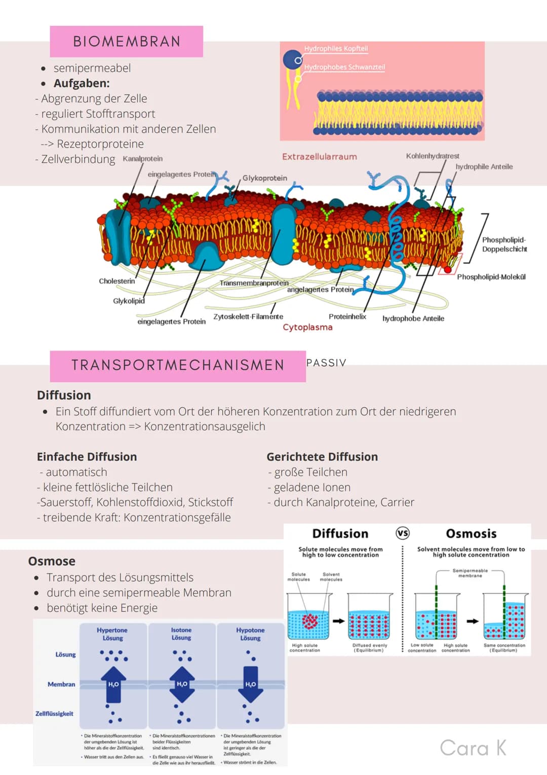 # BIO-ABITUR
Zusammenfassung aller Themen
Cara G. K. # INHALTSVERZEICHNIS

1. GRUNDWISSEN

*   Mitochondrium
*   Zellkern (Nucleus)
*   Chlo