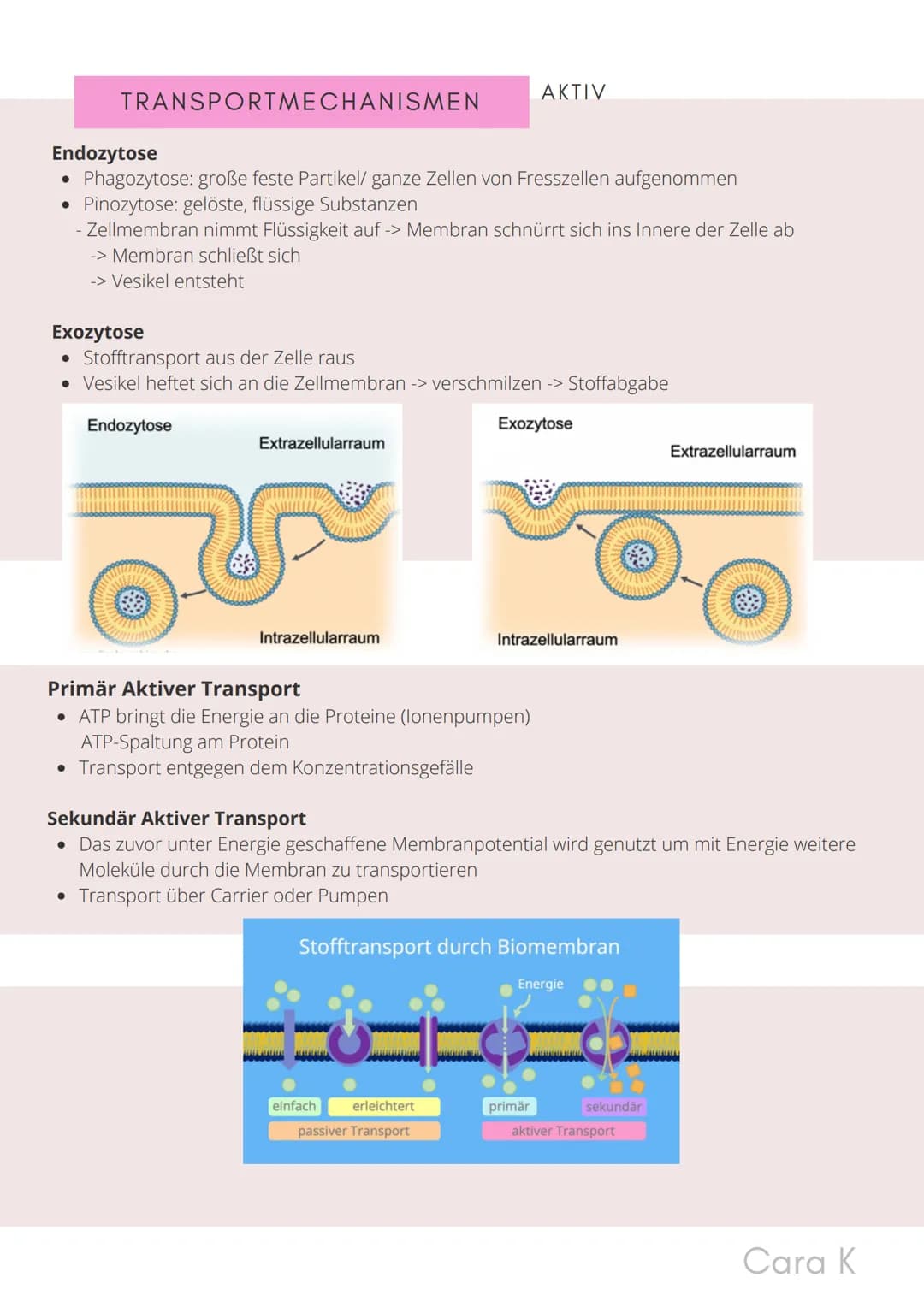 # BIO-ABITUR
Zusammenfassung aller Themen
Cara G. K. # INHALTSVERZEICHNIS

1. GRUNDWISSEN

*   Mitochondrium
*   Zellkern (Nucleus)
*   Chlo