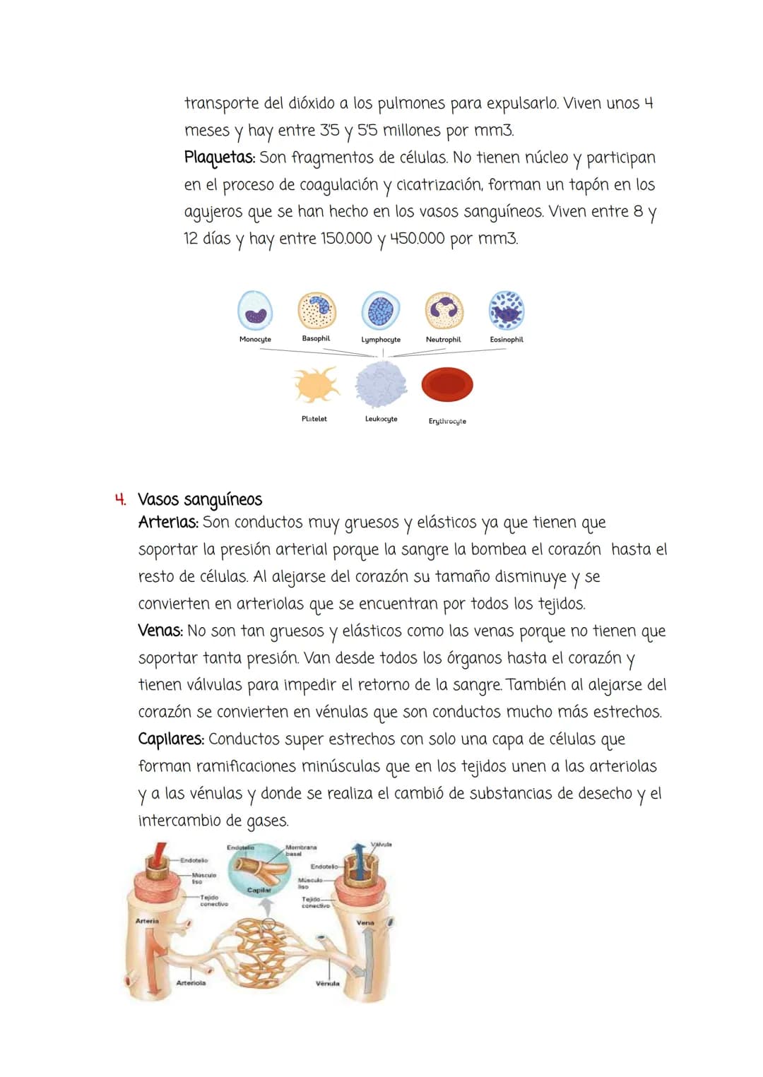 # Tema 4:

# Aparato Circulatorio y Excretor

1.  El medio interno y el aparato circulatorio:

Medio Interno: Conjunto de líquidos que envue