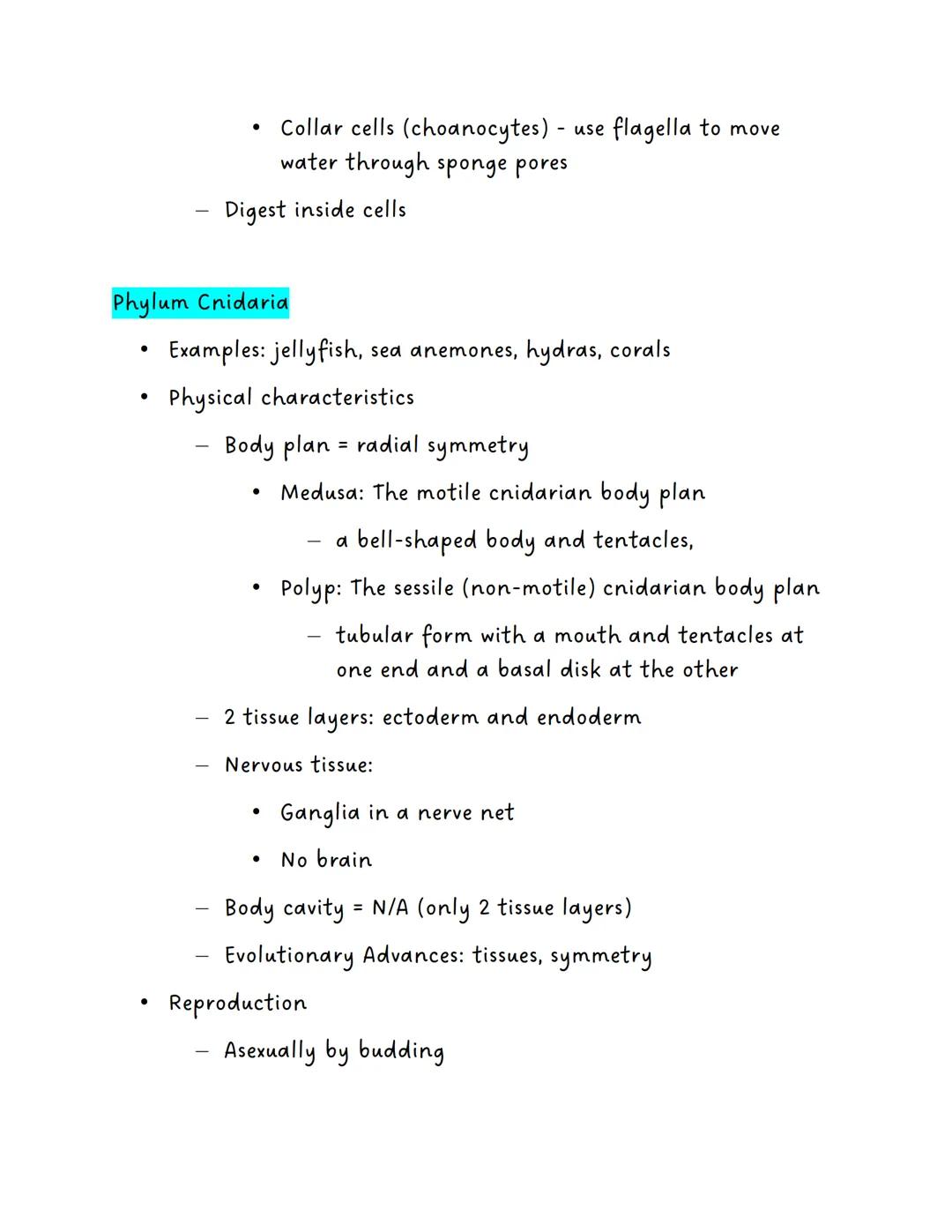 Phylum Porifera

Invertebrates

Example: Sponges

Physical Characteristics

Asymmetrical

No tissues

No coelom (acelomates)

Evolutionary A