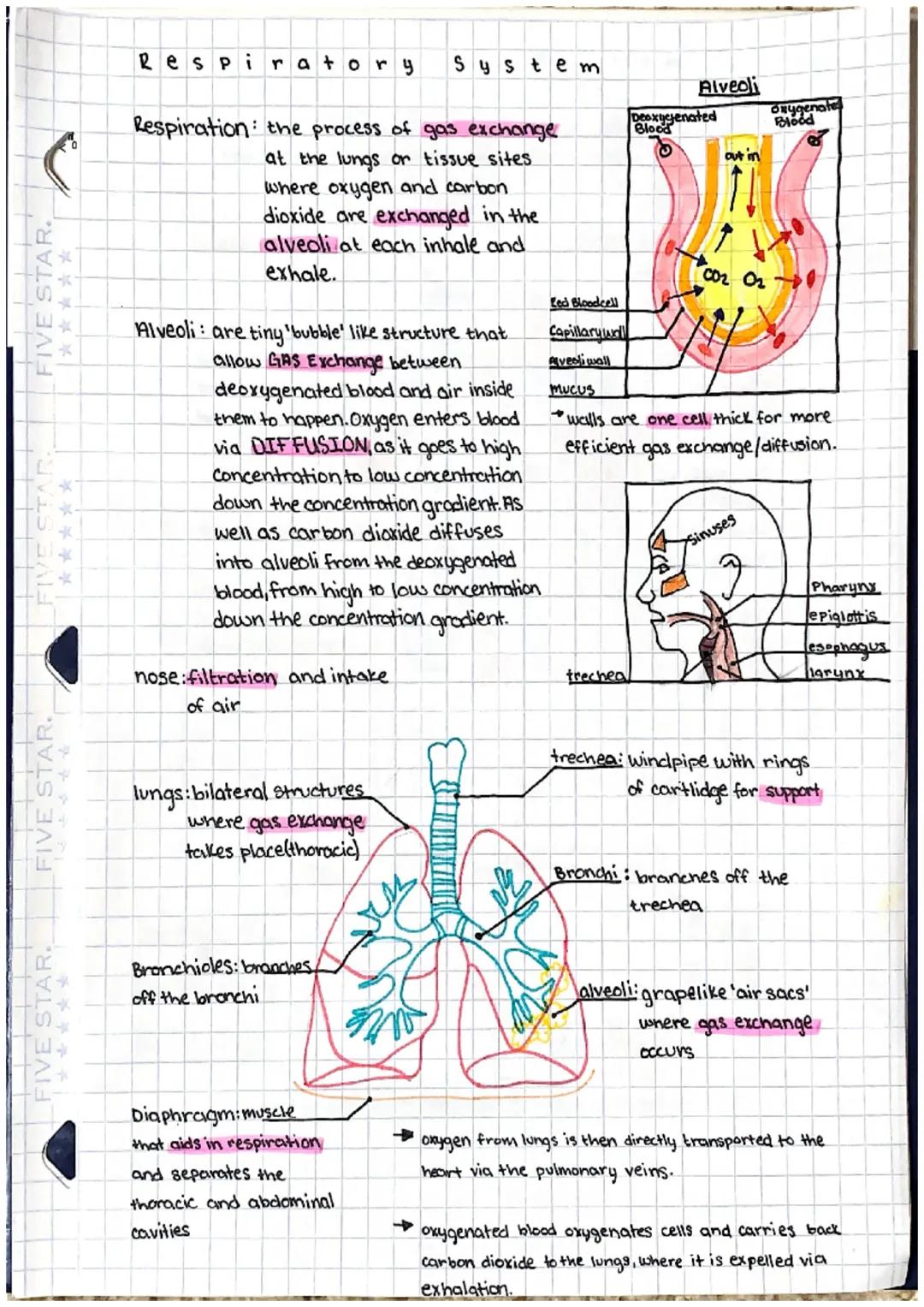 Respiratory System

Respiration the process of gas exchange
at the lungs or tissue sites.
where oxygen and carbon
dioxide are exchanged in t