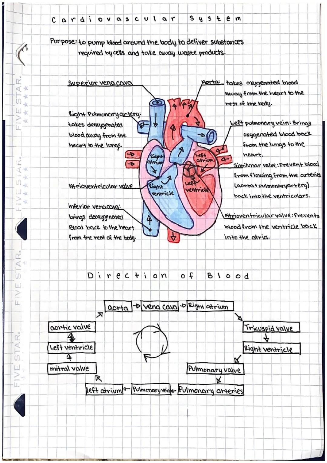 Respiratory System

Respiration the process of gas exchange
at the lungs or tissue sites.
where oxygen and carbon
dioxide are exchanged in t