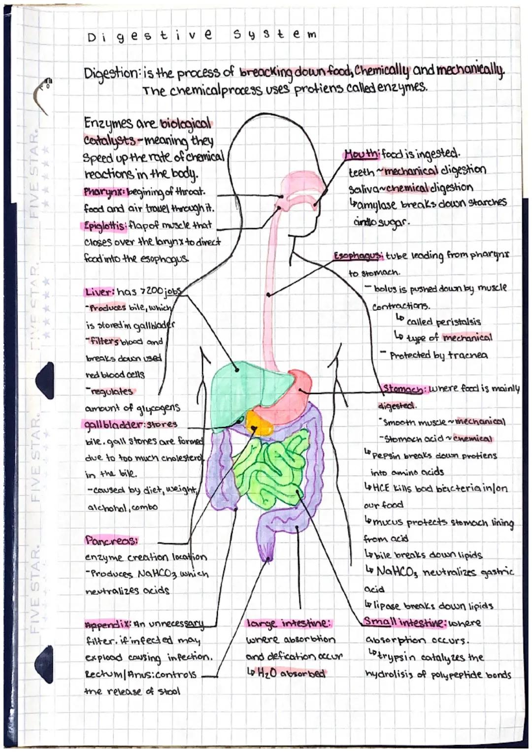 Respiratory System

Respiration the process of gas exchange
at the lungs or tissue sites.
where oxygen and carbon
dioxide are exchanged in t