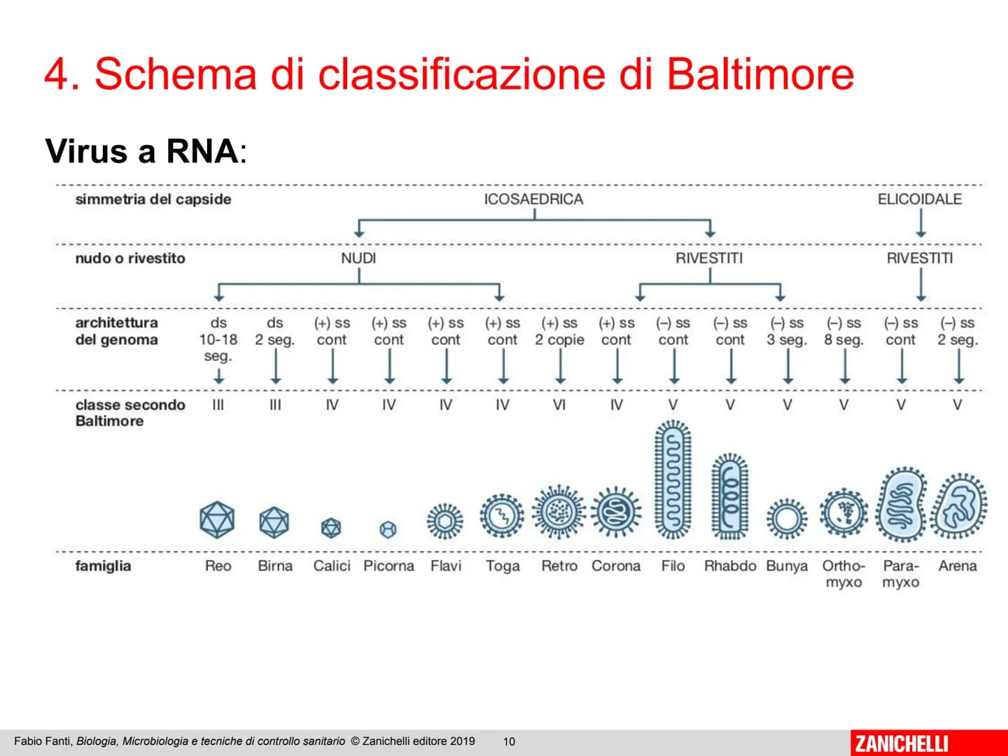 ZANICHELLI Fabio Fanti

Biologia,
microbiologia
e tecniche di
controllo sanitario Capitolo 10

I virus

Fabio Fanti, Biologia, Microbiologia