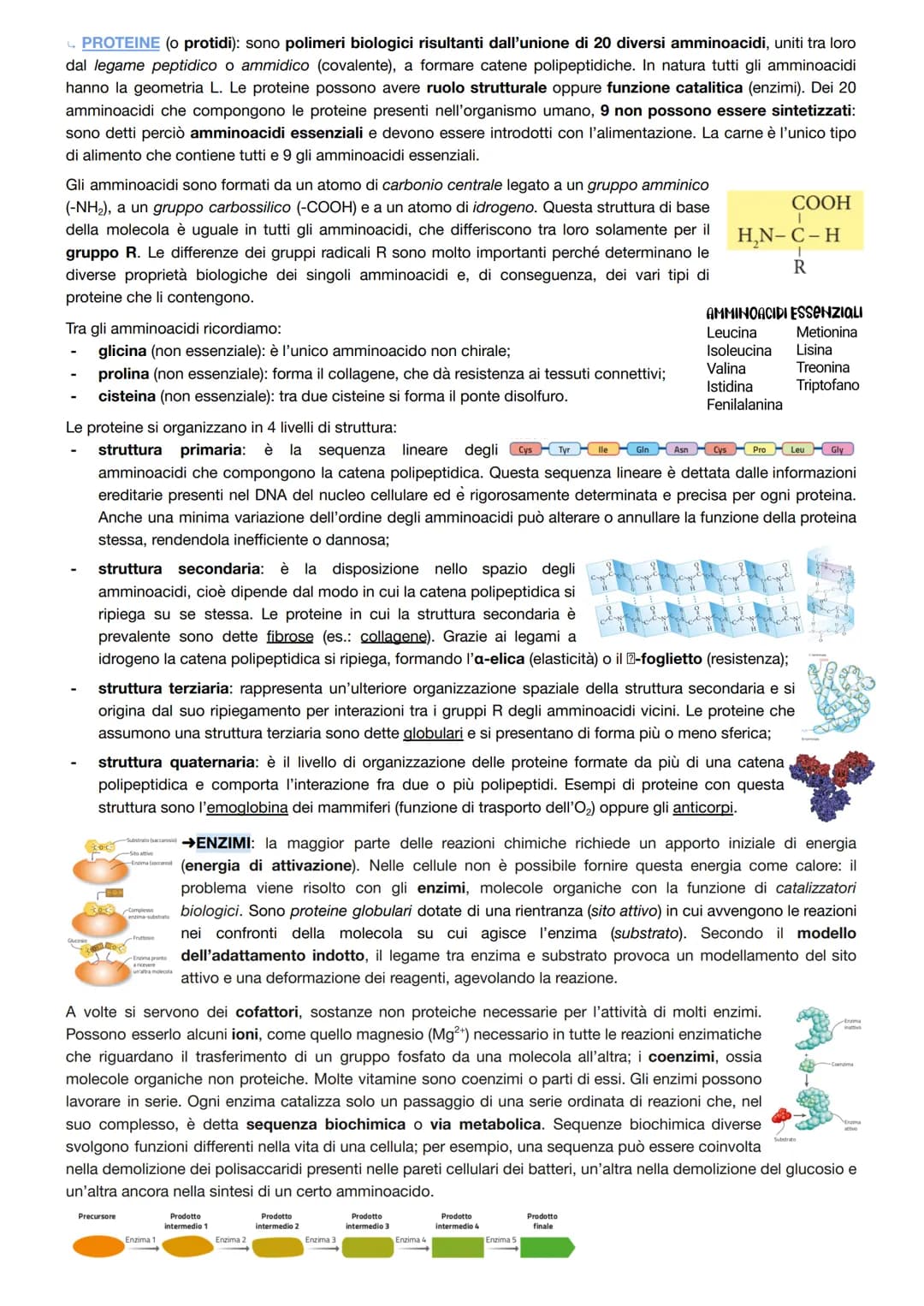 # La chimica dei viventi
In un individuo adulto, l'acqua costituisce il 65% della massa corporea, le biomolecole circa il 30% e il restante
