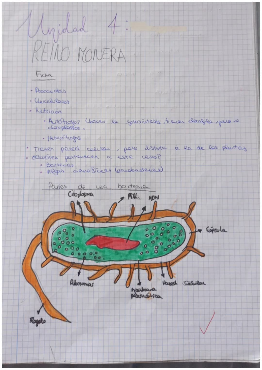 Unidad 4:

REINO MONERA

Ficha

Procamotous

• Unicelulares

Ntriaon

•Autótiogos Chacen la fotosintesis, tienen clecafila pere من

cloropla
