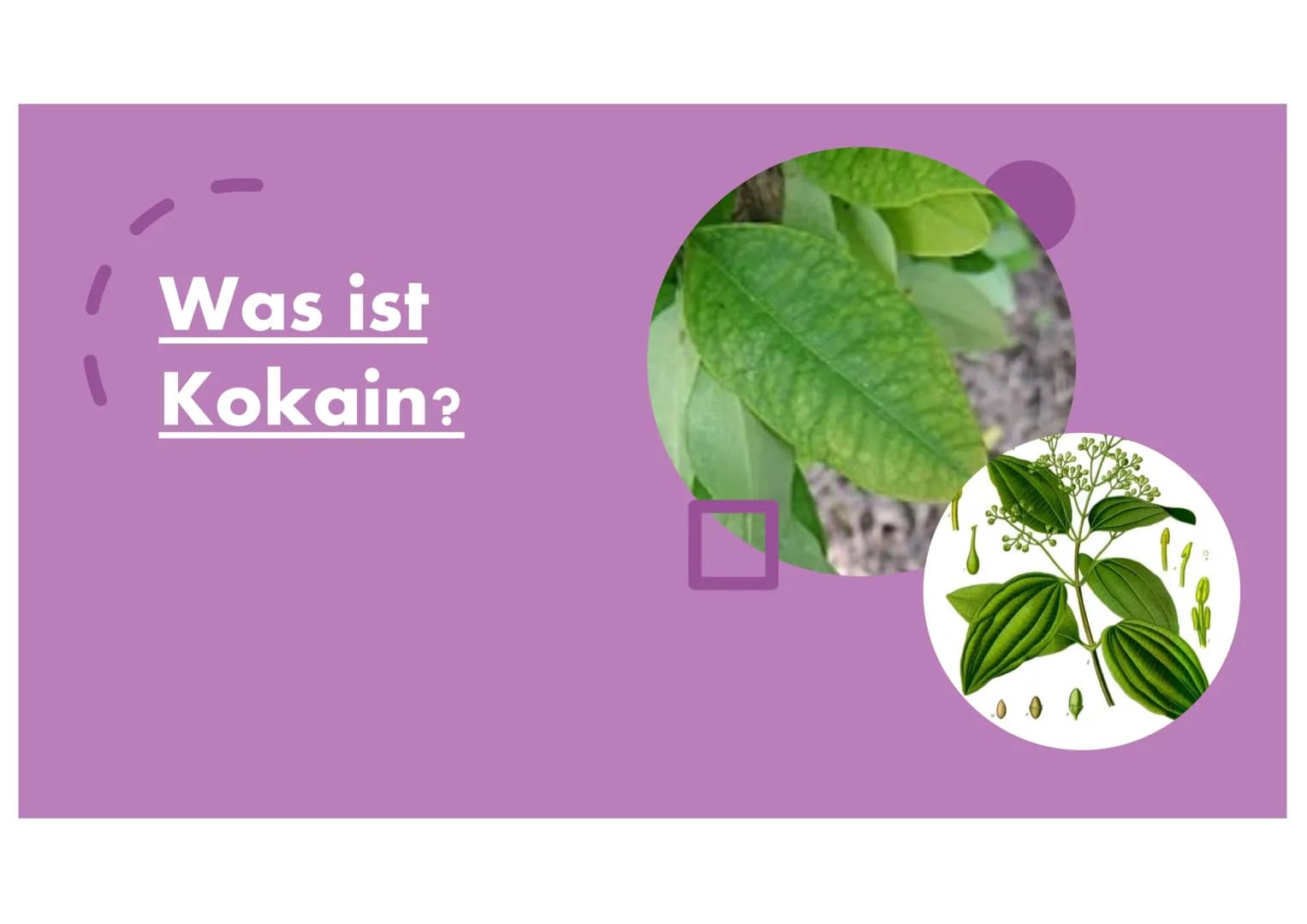 Kokain Gliederung

• Was ist Kokain?

Geschichte von Kokain
•

Anbau & Verarbeitung

Welche Auswirkungen/Wirkungen hat Kokain auf
den Mensch