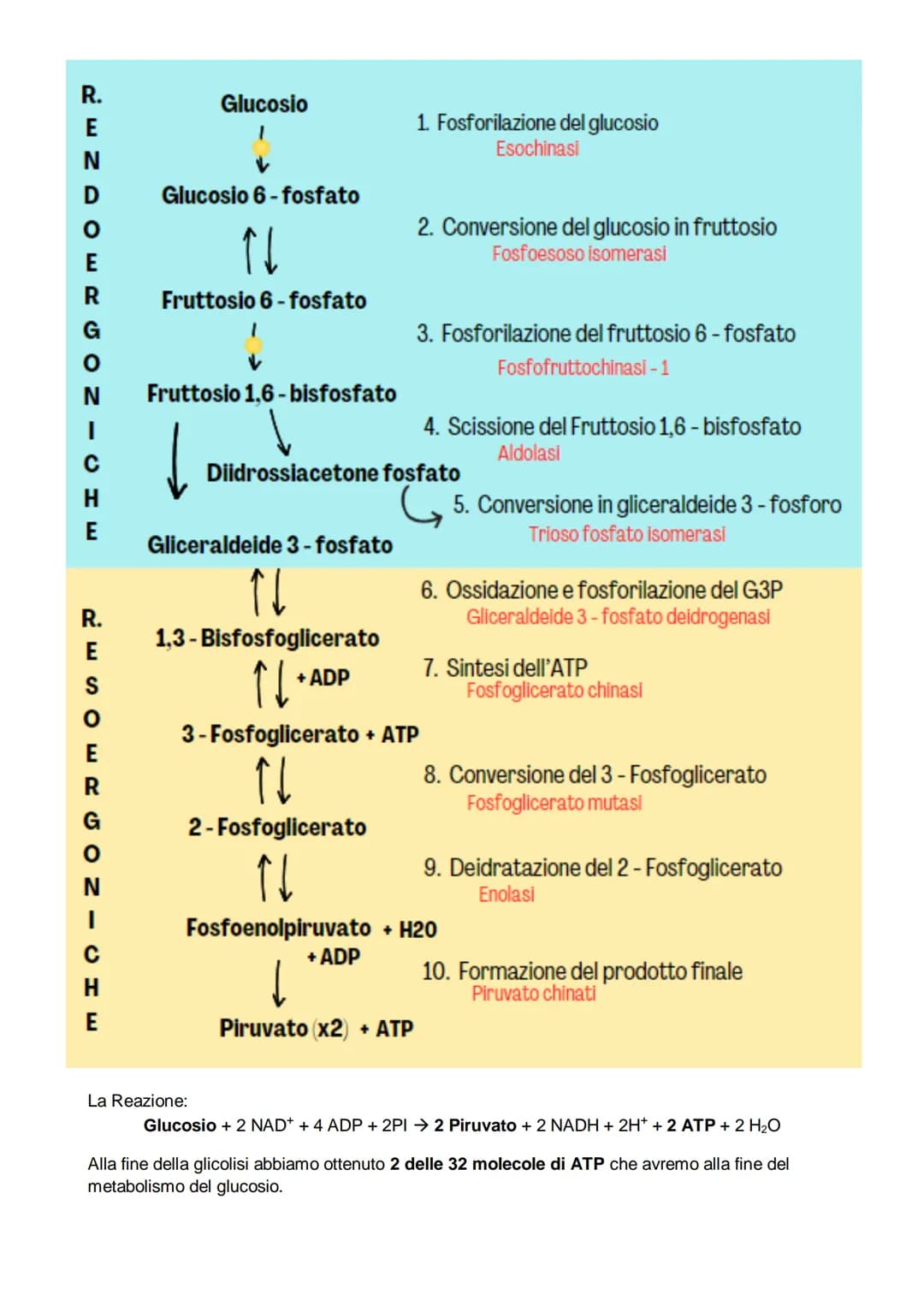 # Il metabolismo

il metabolismo energetico è un'insieme di reazioni che avvengono in maniera controllata, queste
reazioni hanno tre funzion
