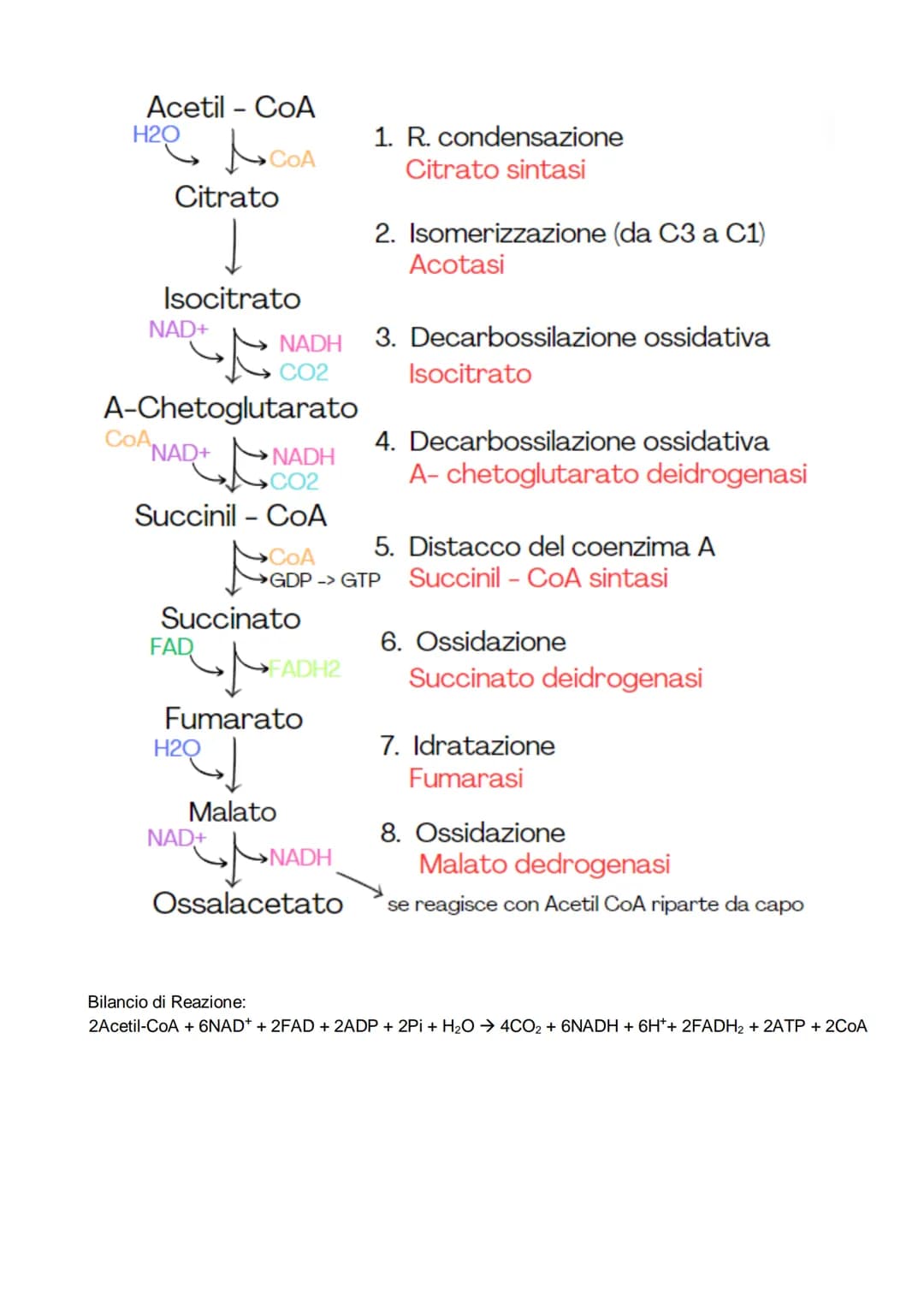 # Il metabolismo

il metabolismo energetico è un'insieme di reazioni che avvengono in maniera controllata, queste
reazioni hanno tre funzion