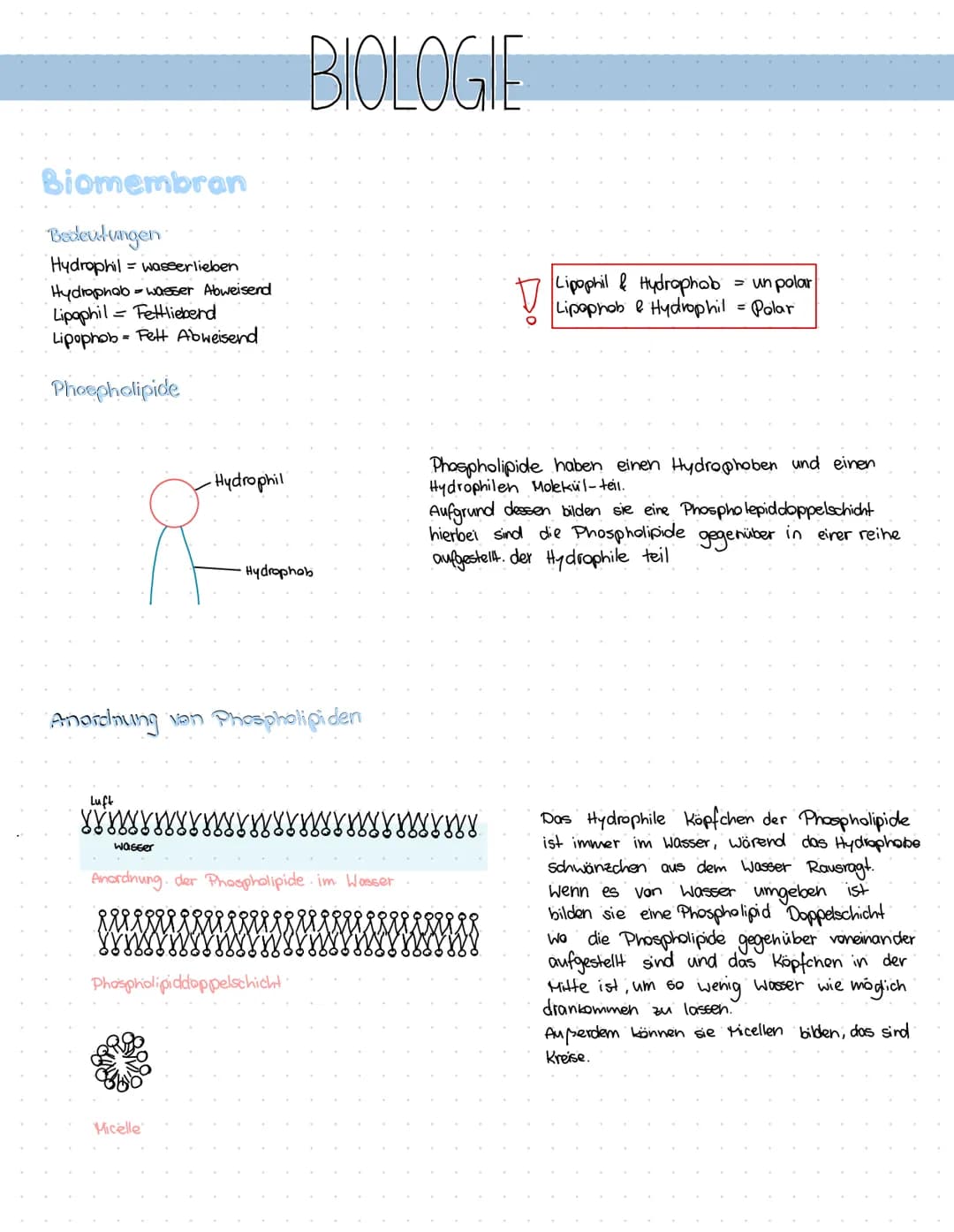 # BIOLOGIE

Biomembran

Bedeutungen

Hydrophil = wasserlieben

Hydrophob-wasser Abweisend

Lipaphil Fettlieberd

Lipophob Fett Abweisend

Ph