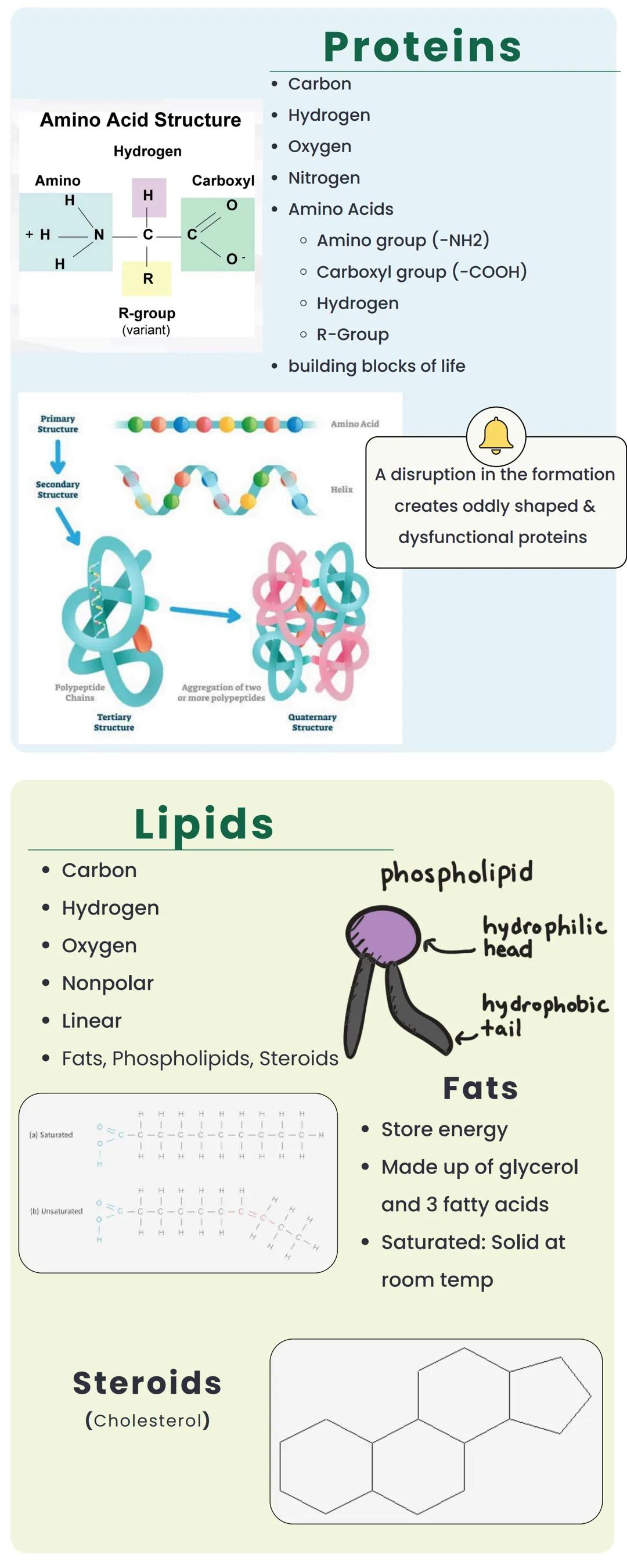 # MACROMOLECULES

polymers, long chains of molecular
sub-units called monomers

## Building Blocks

Carbohydrates

*   Monosaccharides

Prot