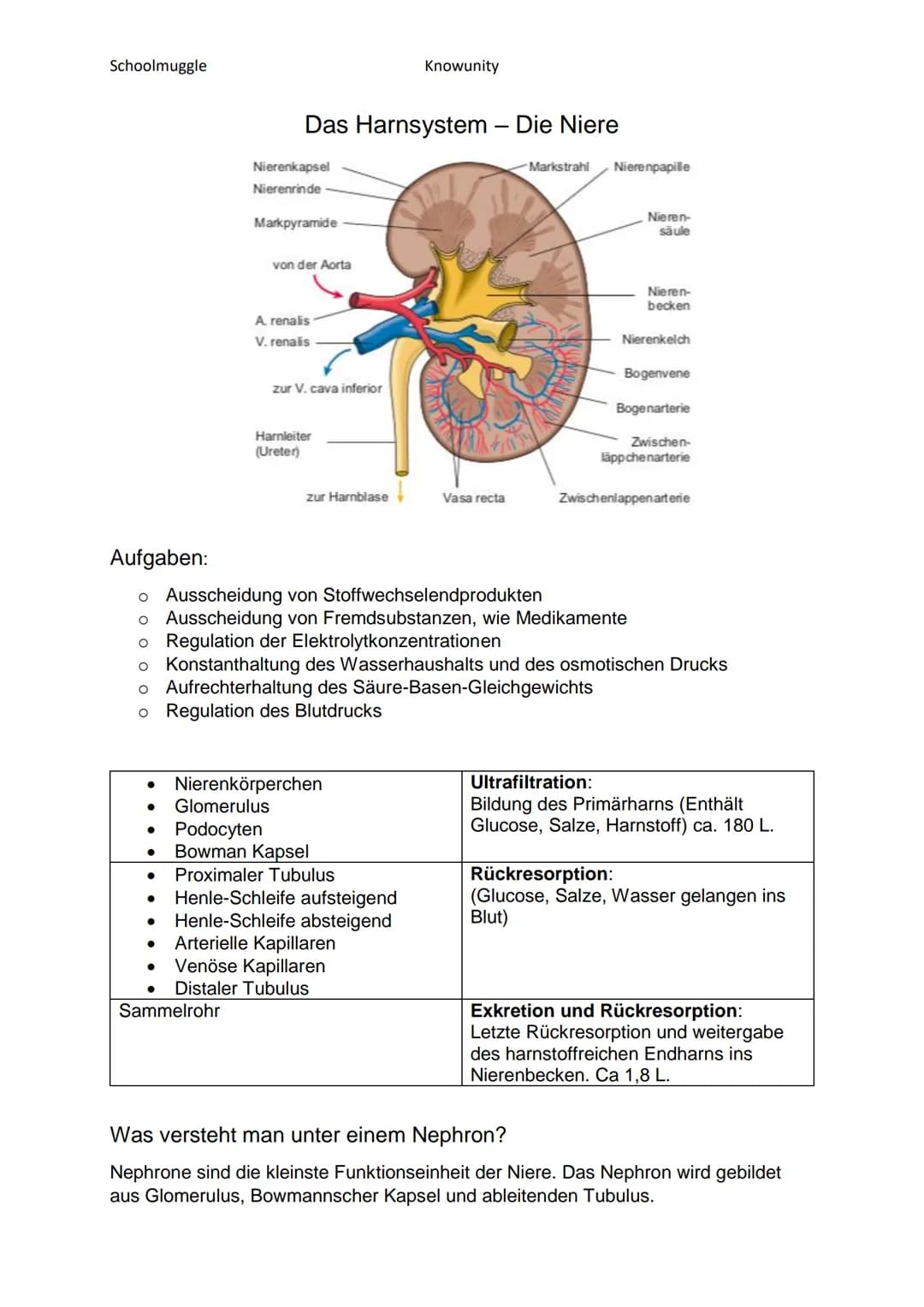 Schoolmuggle
Knowunity

Das Harnsystem - Die Niere

Nierenkapsel
Nierenrinde
Markpyramide

von der Aorta

-Markstrahl

A. renalis
V. renalis