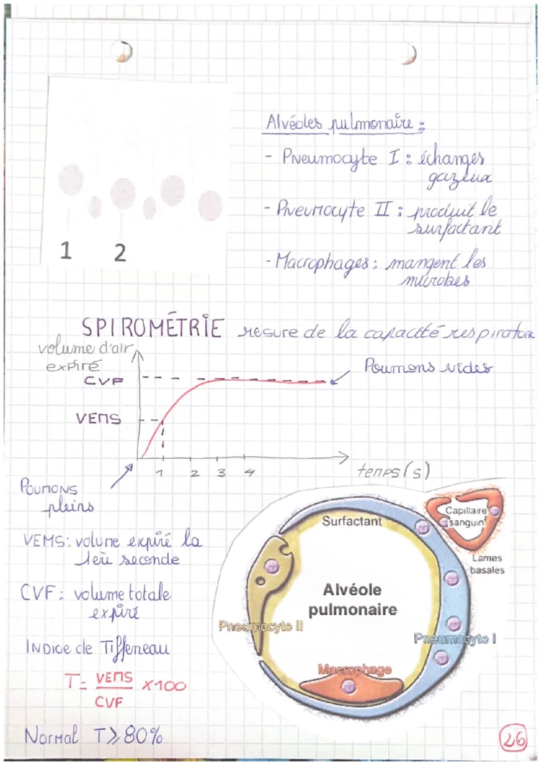 # respiration

→voies respiratoires: transportent l'ar

4 alvečdes pulmonaires: échanges O2/COz avec le
sang

Le mucus englue les particules
