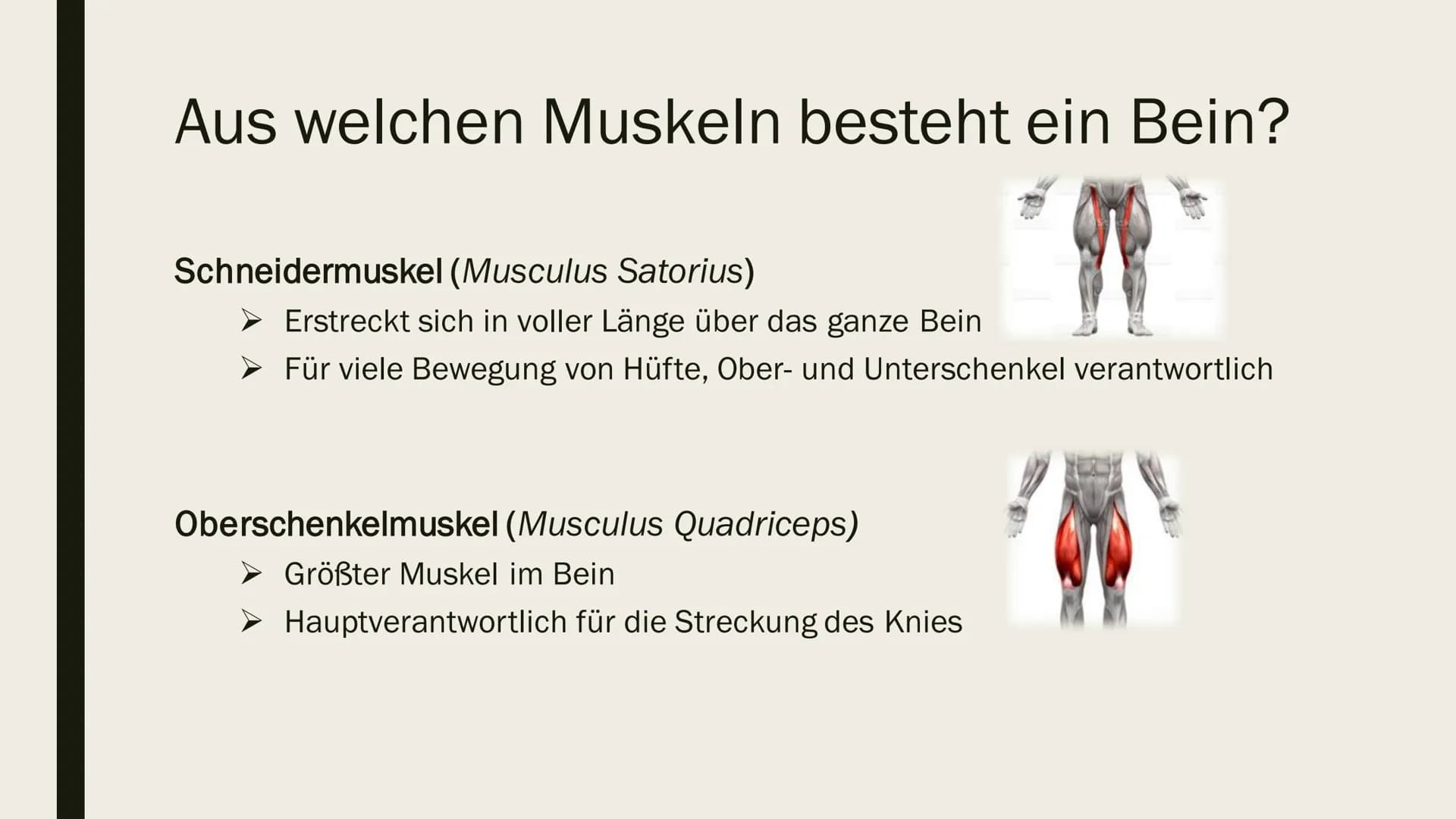 # BEINMUSKULATUR

PowerPoint Inhalt

- Was ist eine Beinmuskulatur
  - Welche Funktion hat sie
- Beinmuskulatur im Alltag
  - Wie wichtig is