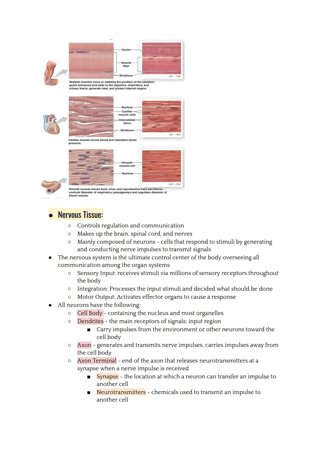 # Tissues

*   Tissues are groups of cells with similar structures that work together to perform a
    common function.
*   There are four t