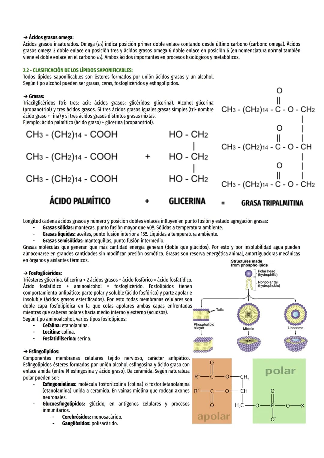 # TEMA 3 - LÍPIDOS:

1- CARACTERÍSTICAS GENERALES Y CLASIFICACIÓN:

Grupo muy heterogéneo. Biomoléculas orgánicas formadas por C, H, O, N y 