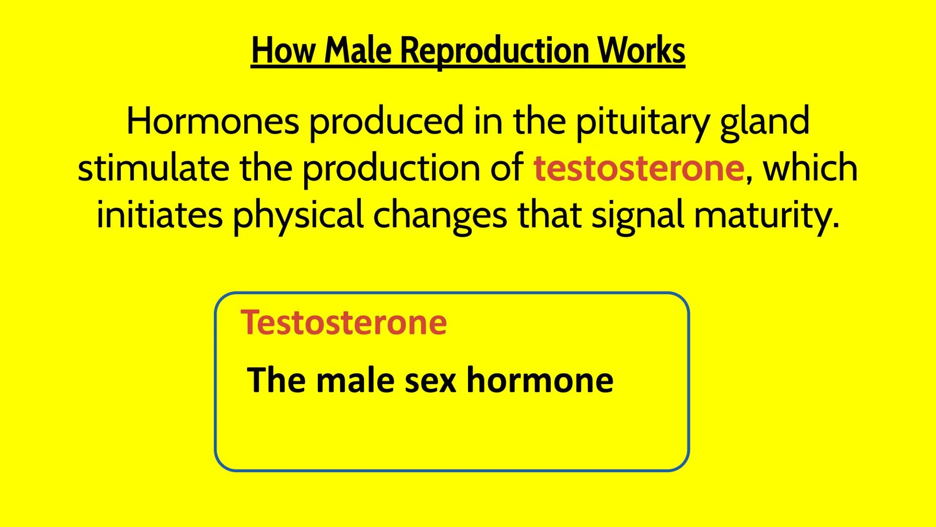 # Male Reproductive System # How Male Reproduction Works

Main Idea

The male reproductive system includes both
external and internal organs
