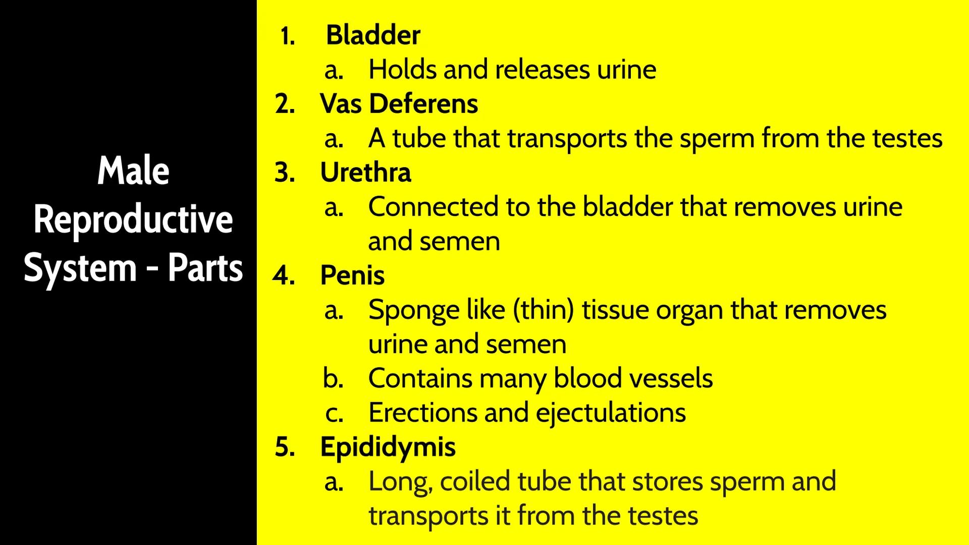 # Male Reproductive System # How Male Reproduction Works

Main Idea

The male reproductive system includes both
external and internal organs