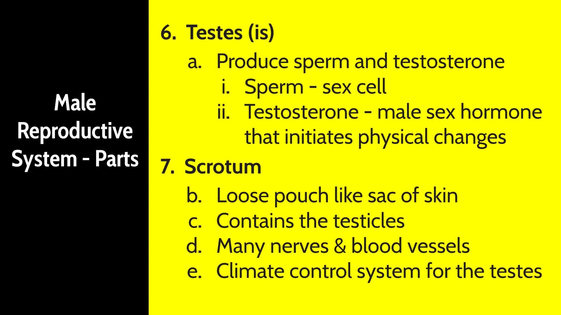 # Male Reproductive System # How Male Reproduction Works

Main Idea

The male reproductive system includes both
external and internal organs