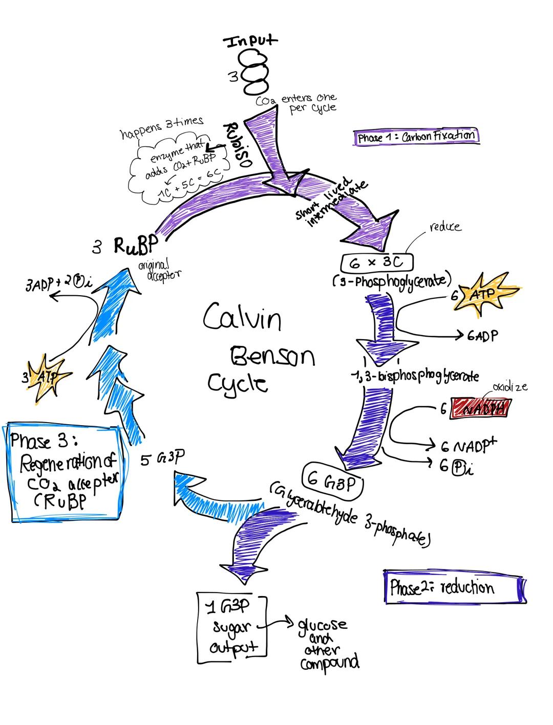 Input
3
Coa enters one
per Cycle
Rubiso
happens 3 times
enzyme that
addas CO2+ RUBP
$
1C+5C=6C$
Phase 1: Carbon Fixation
Short lived
interme