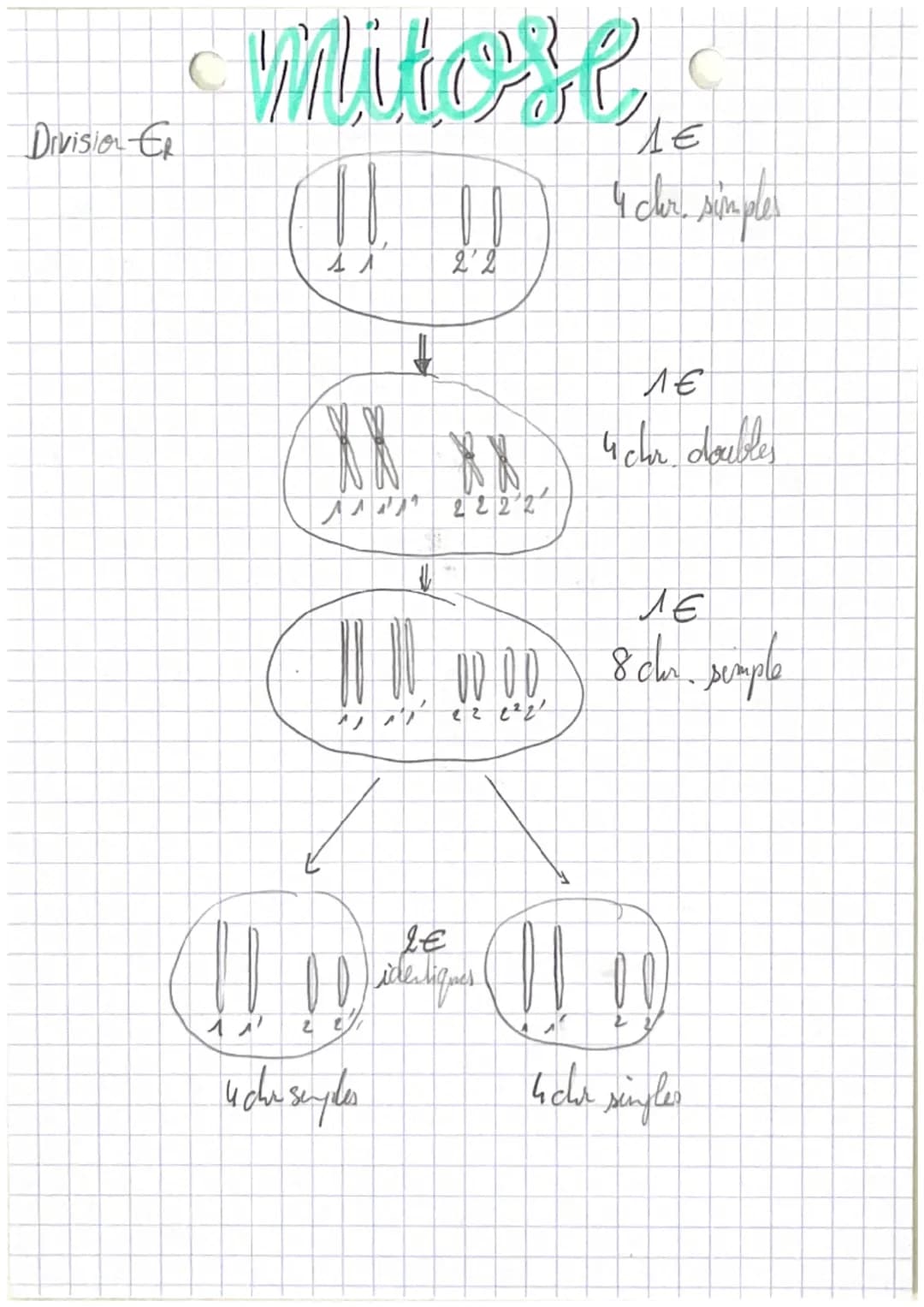 Division Er
# mitose

ΛΕ
4 cer simples


↓

ΛΕ
4 chr. doubles


Ле
8cher. semple



LE
۱۷۷
00 identiques
22
4 cha seyles
4cher singles
