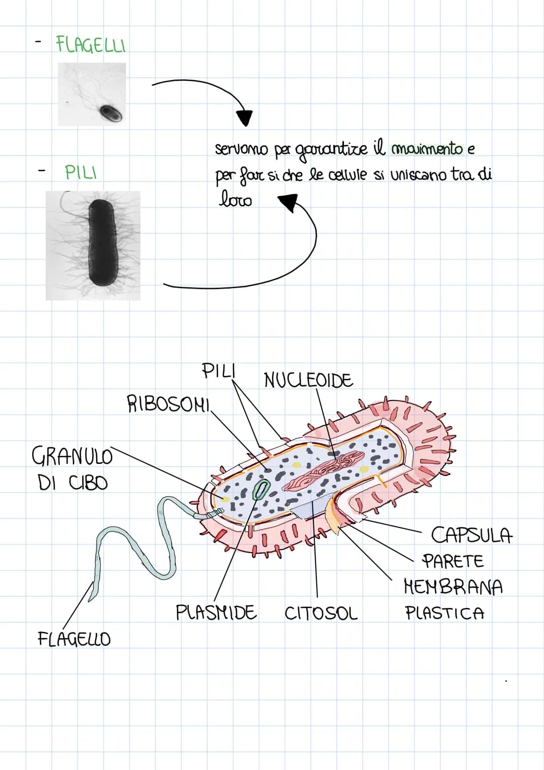 # LA CELLULA

La CELLULA è la più piccola unita di un essere vivente in
grado di funzionare in modo automomo

È stata scoperta nel 18 secolo