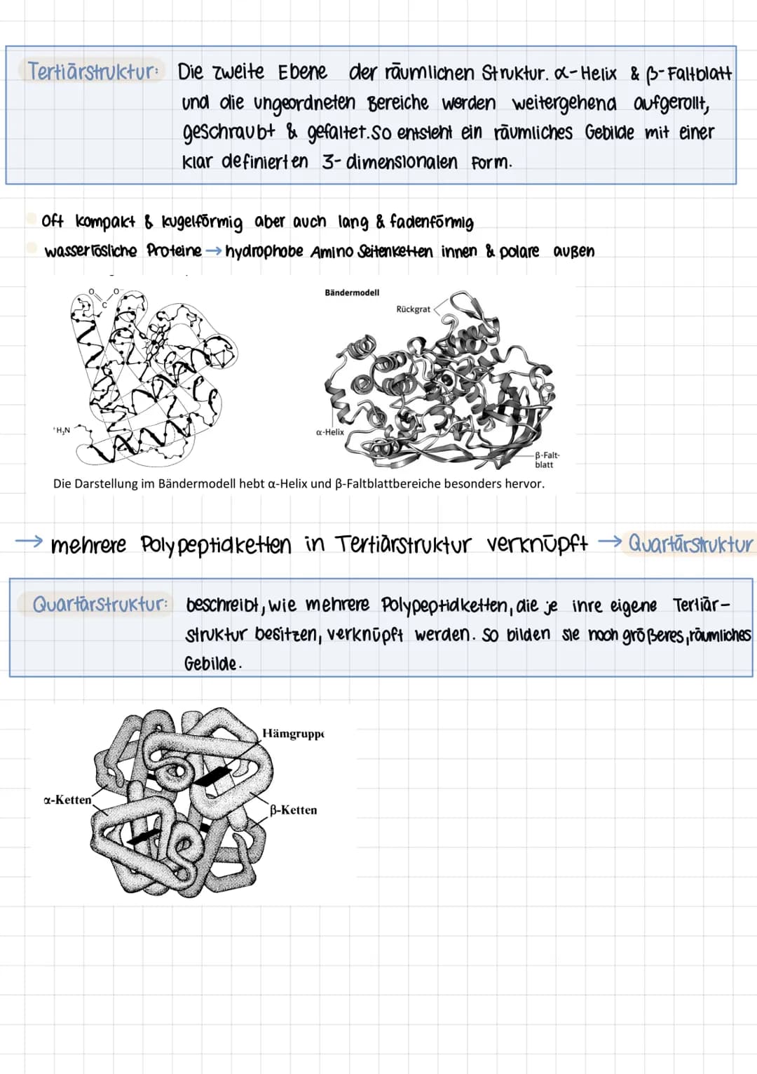 Q2 1.

# PROTEINE
Chemie Lernzettel

## Aminosäuren

- Proteine aus 20 Aminosäuren aufgebaut
- Aminogruppe sitzt an C-Atom, wo auch Carboxyg