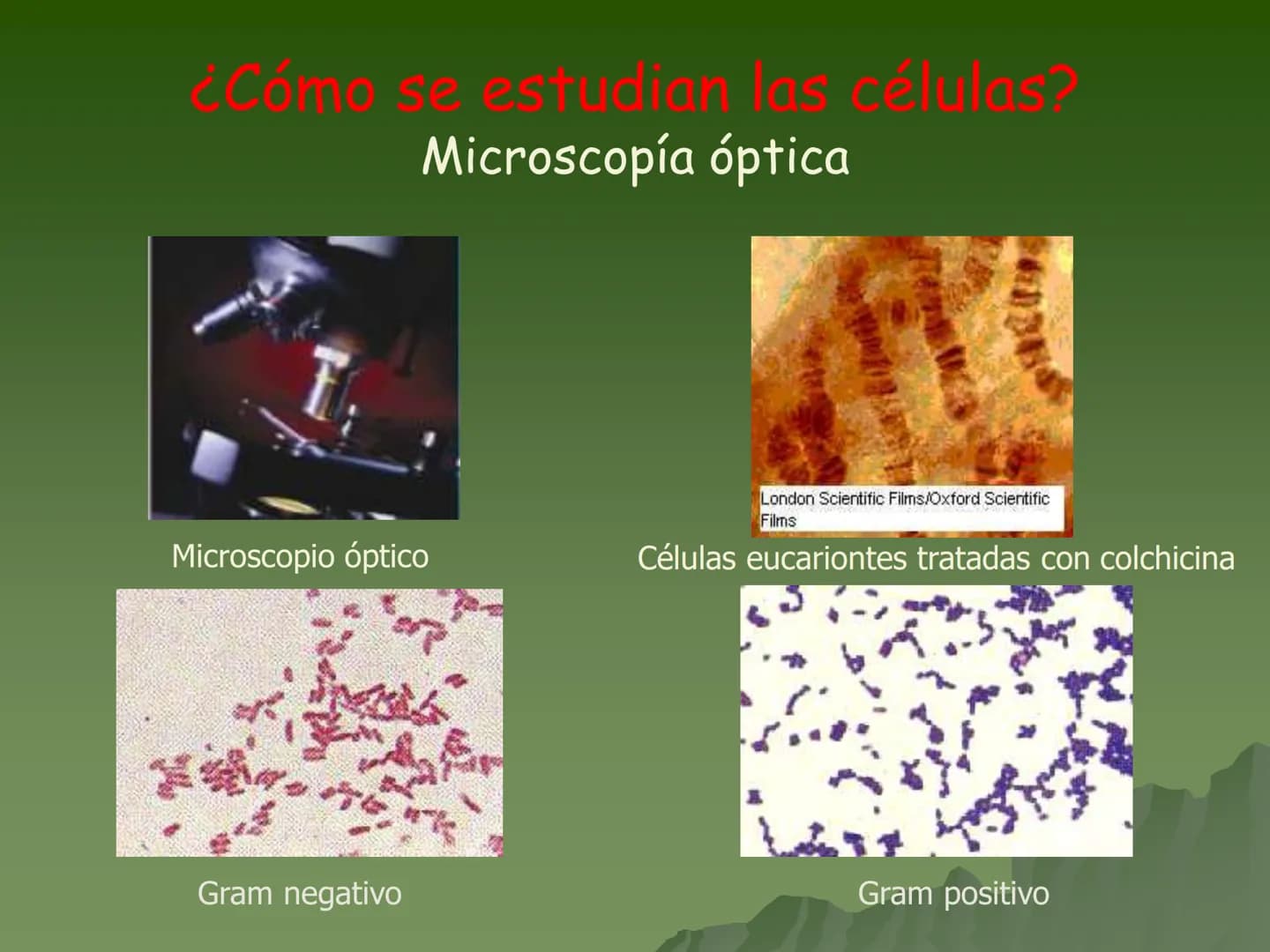  # Concepto:

- La unidad fundamental de todo ser
vivo.

- Su tamaño es muy pequeño por lo
que se requiere para su estudio de
aparatos espec