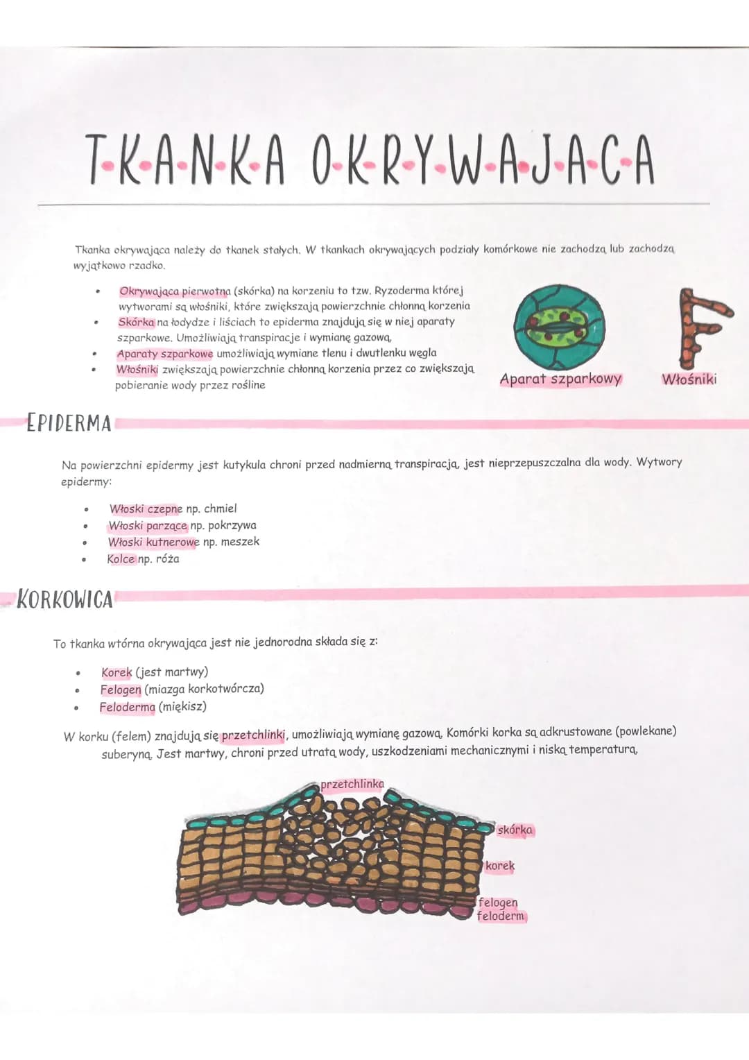 # TKANKA OKRYWAJACA

Tkanka okrywająca należy do tkanek stałych. W tkankach okrywających podziały komórkowe nie zachodzą lub zachodzą
wyjątk