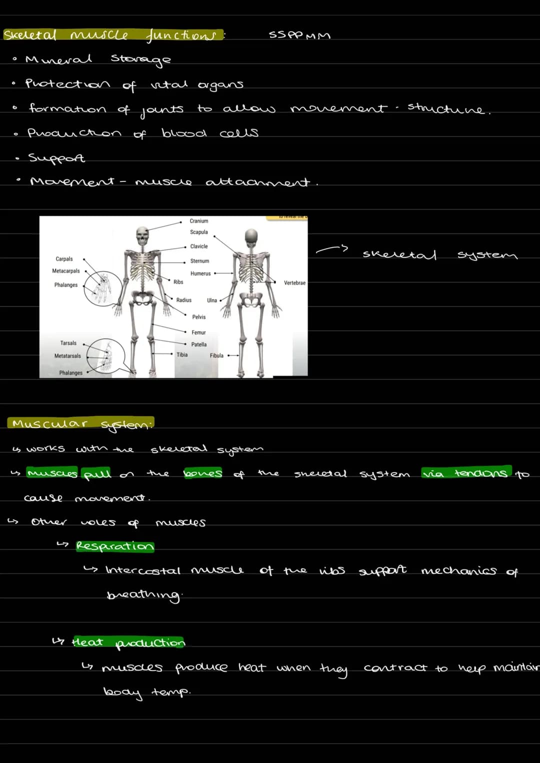 Skeletal muscle functions:
• Mineral Storage
Protection of vital organs.
SSPPMM
formation of jants.
to allow movement
structune.
Production 