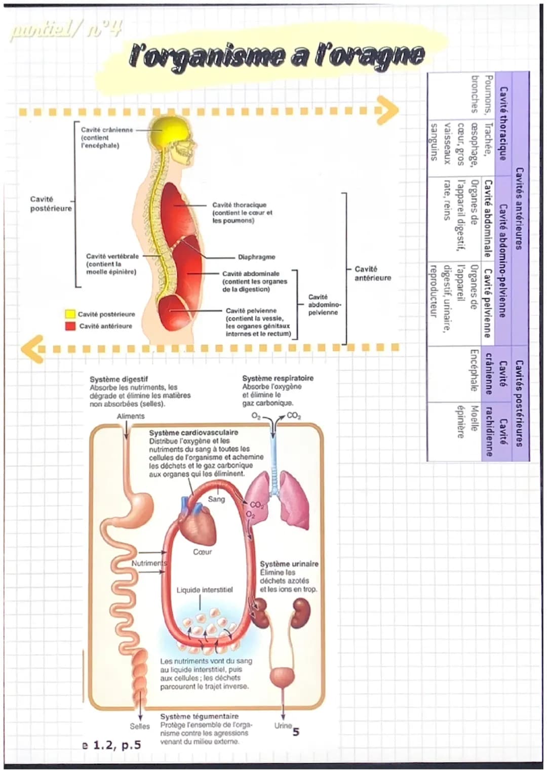 partiel/n°1

notions de base de
l'anatomie

position anatomique:
- position de reference, universelle et
permet d'écrire avec précision une
