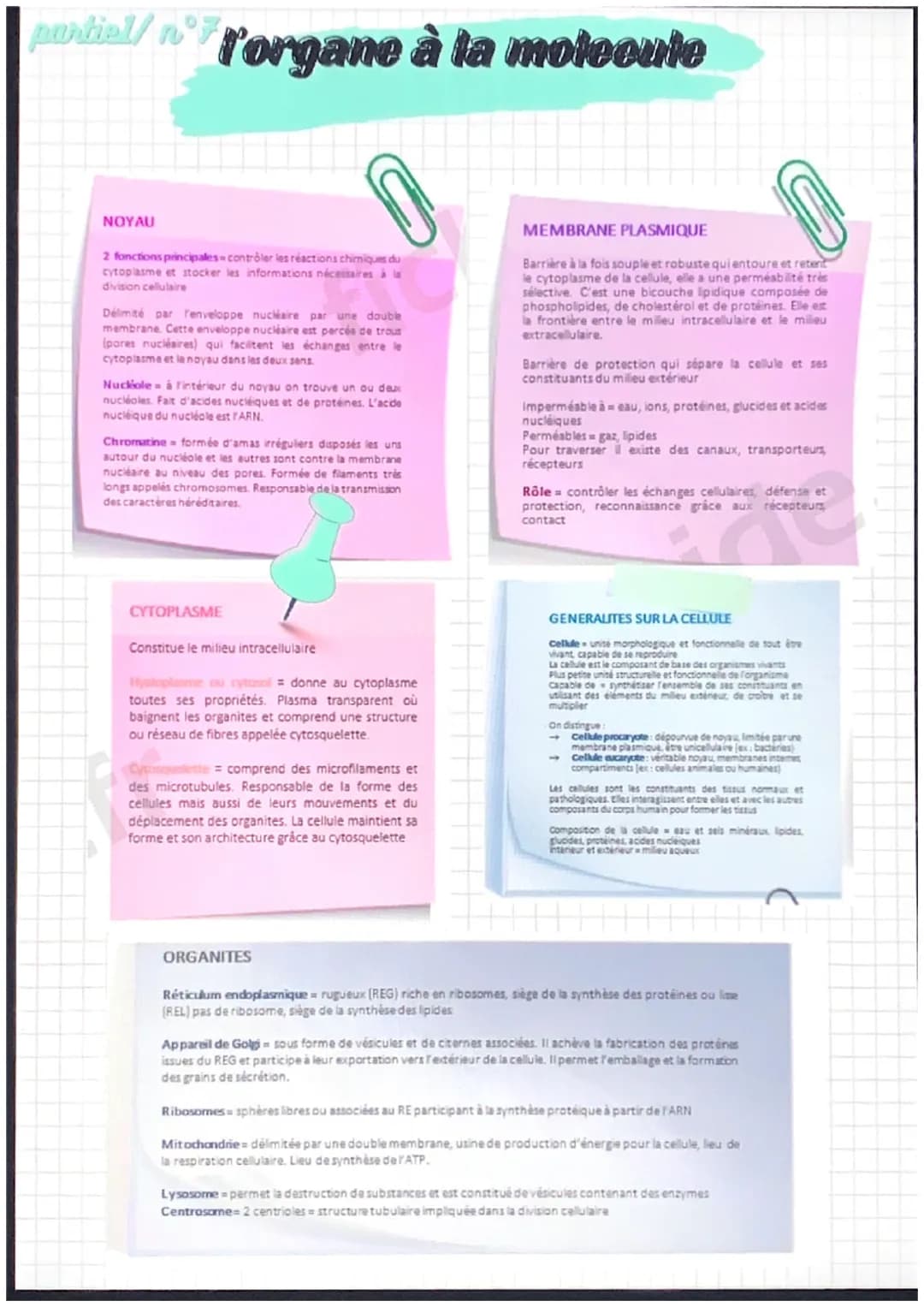 partiel/n°1

notions de base de
l'anatomie

position anatomique:
- position de reference, universelle et
permet d'écrire avec précision une
