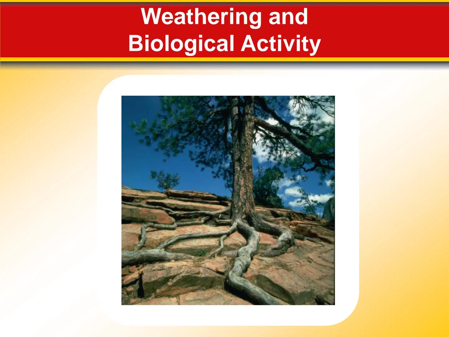 Chapter Weathering, Soil, and
5 Mass Movements # 5.1 Weathering

## Mechanical Weathering

*   Mechanical weathering occurs when
physical fo