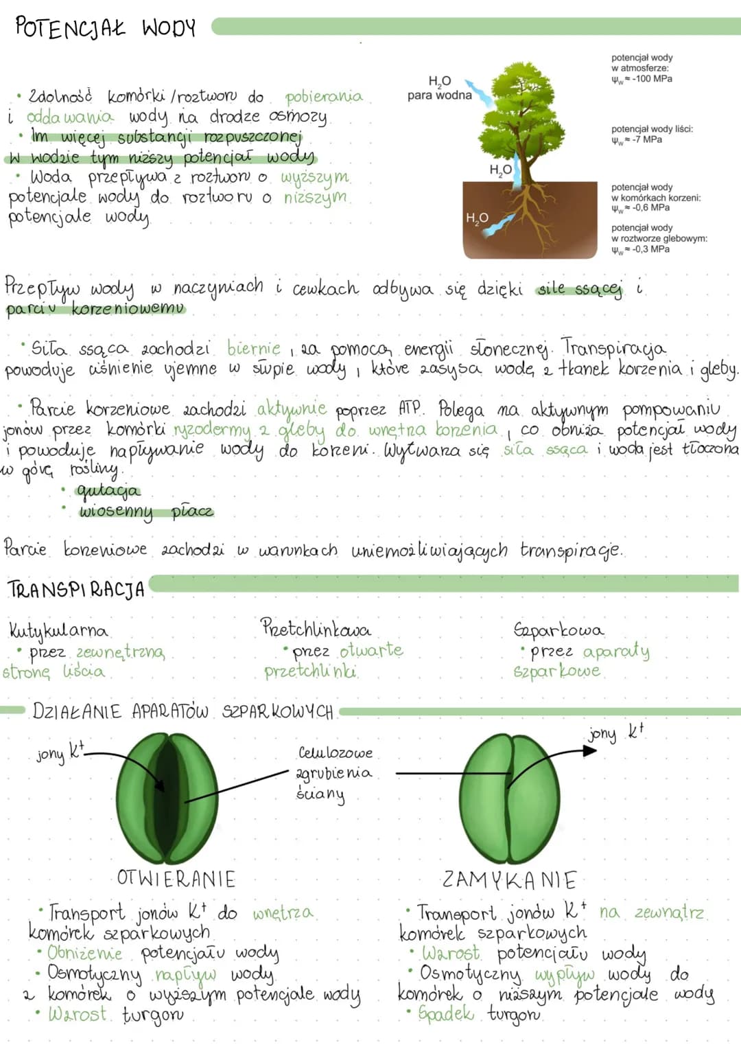 # FIZJOLOGIA ROŚLIN

TRANSPORT WODY

Wnikanie wody do korzeni
*   zachodai poprez ryzodermę i włośniki
*   ryaoderma $\rightarrow$ kora pier