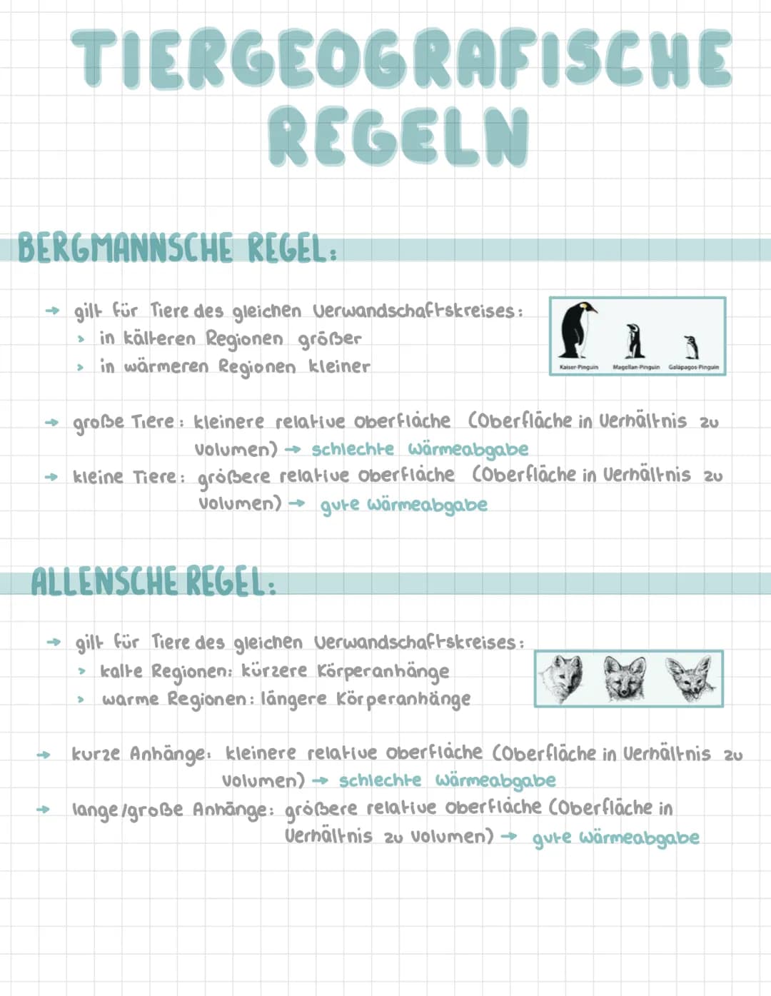 # TIERGEOGRAFISCHE
REGELN

BERGMANNSCHE REGEL:

→gilt für Tiere des gleichen Verwandschaftskreises:
> in kälteren Regionen größer
> in wärme