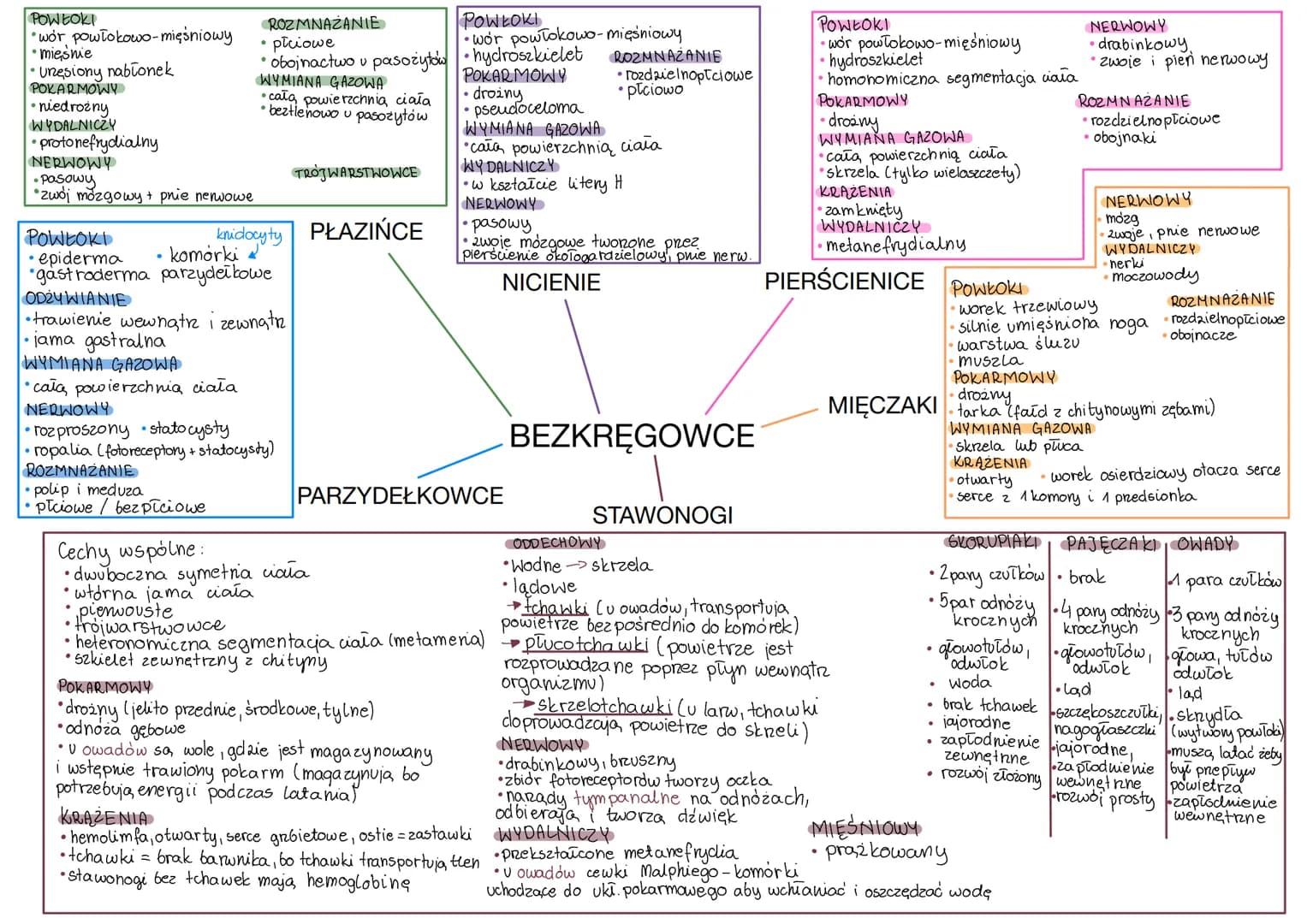 POWŁOKI
• wór powłokowo-mięśniowy
• mięsnie
• Unesiony nabionek
POKARMOWY
• niedrożny
WYDALNICZY
• protonefrydialny
NERWOWY
• pasowy
zwoj mó